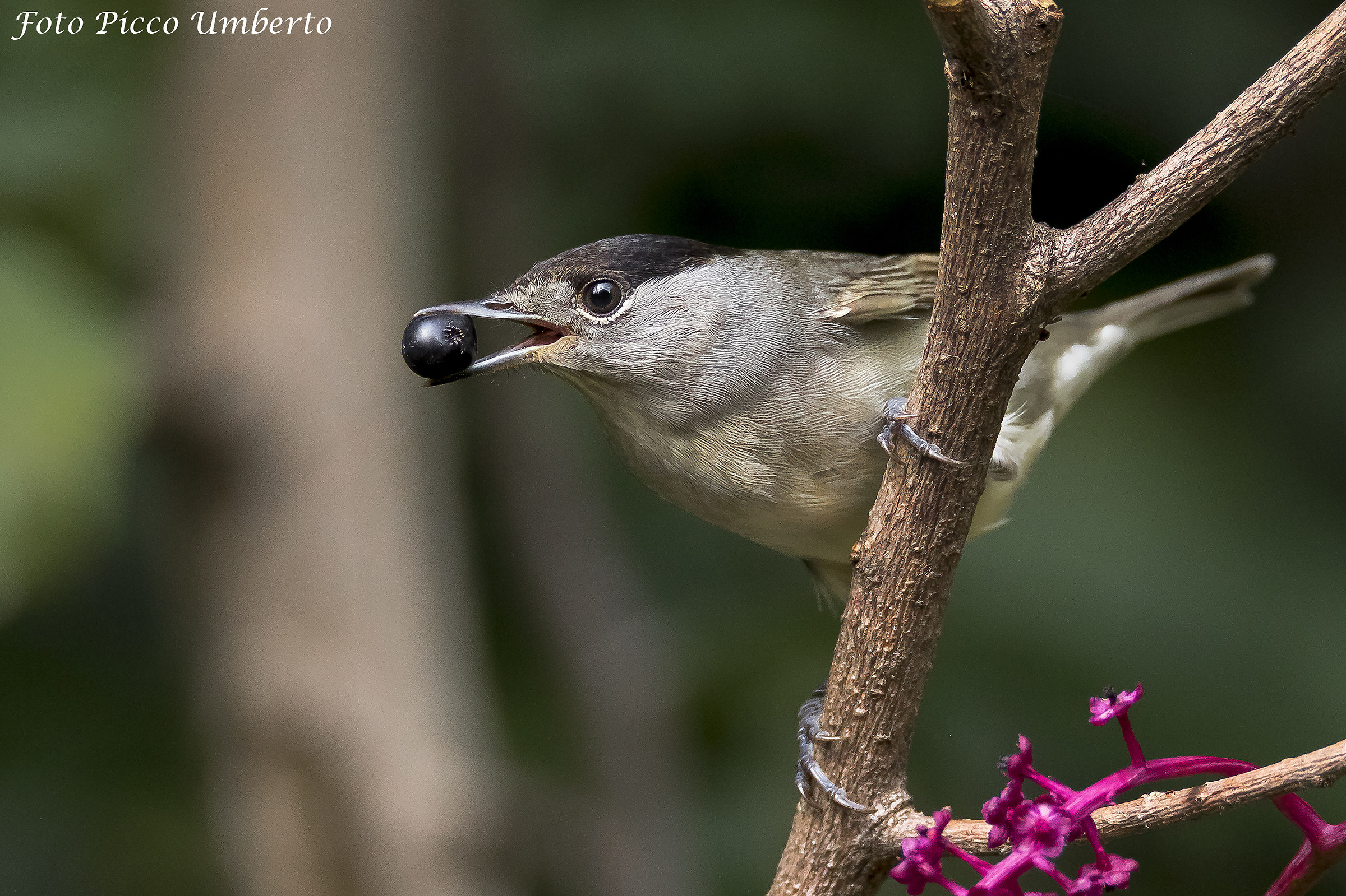 capinera e l ultimo chicco