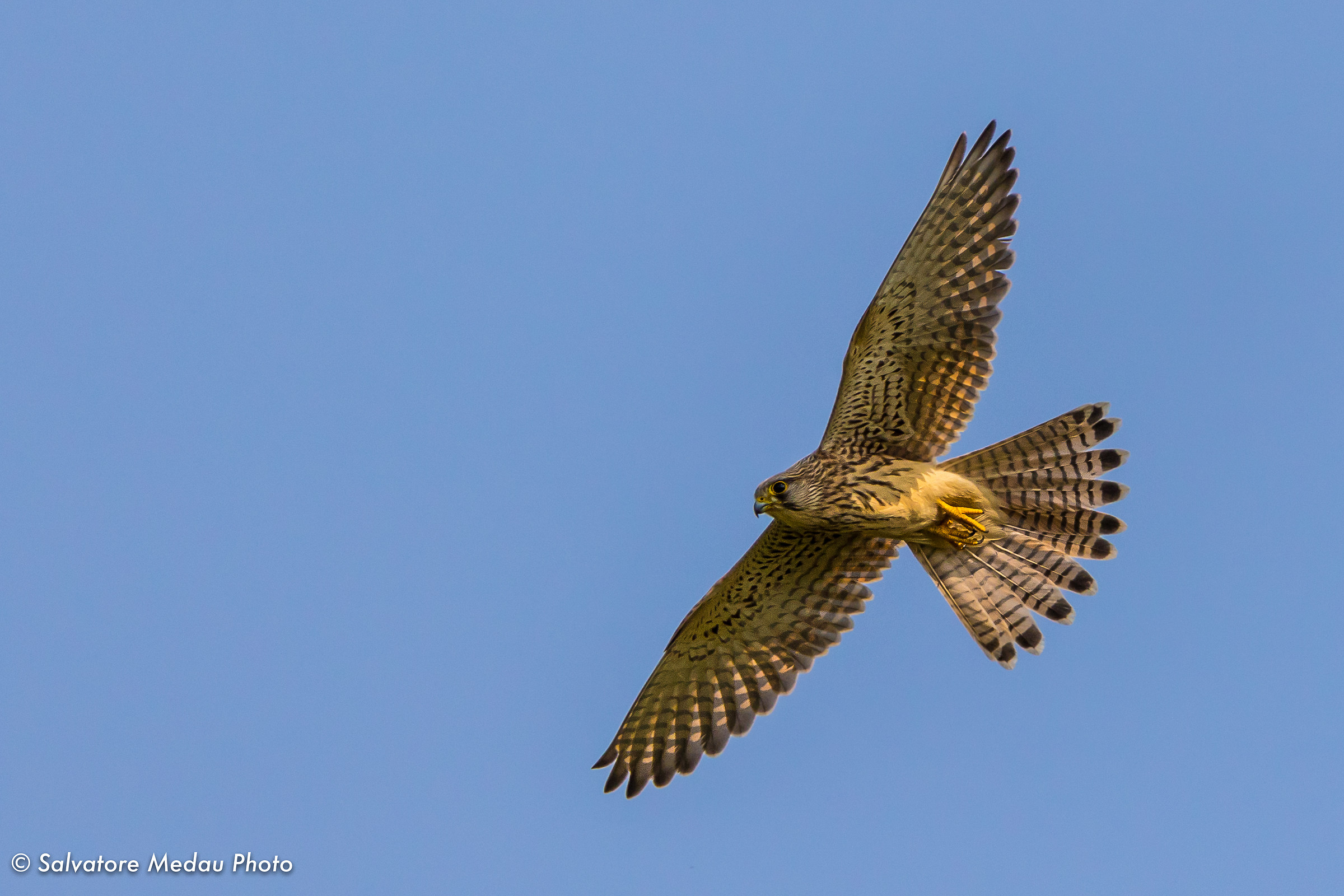 Kestrel in flight