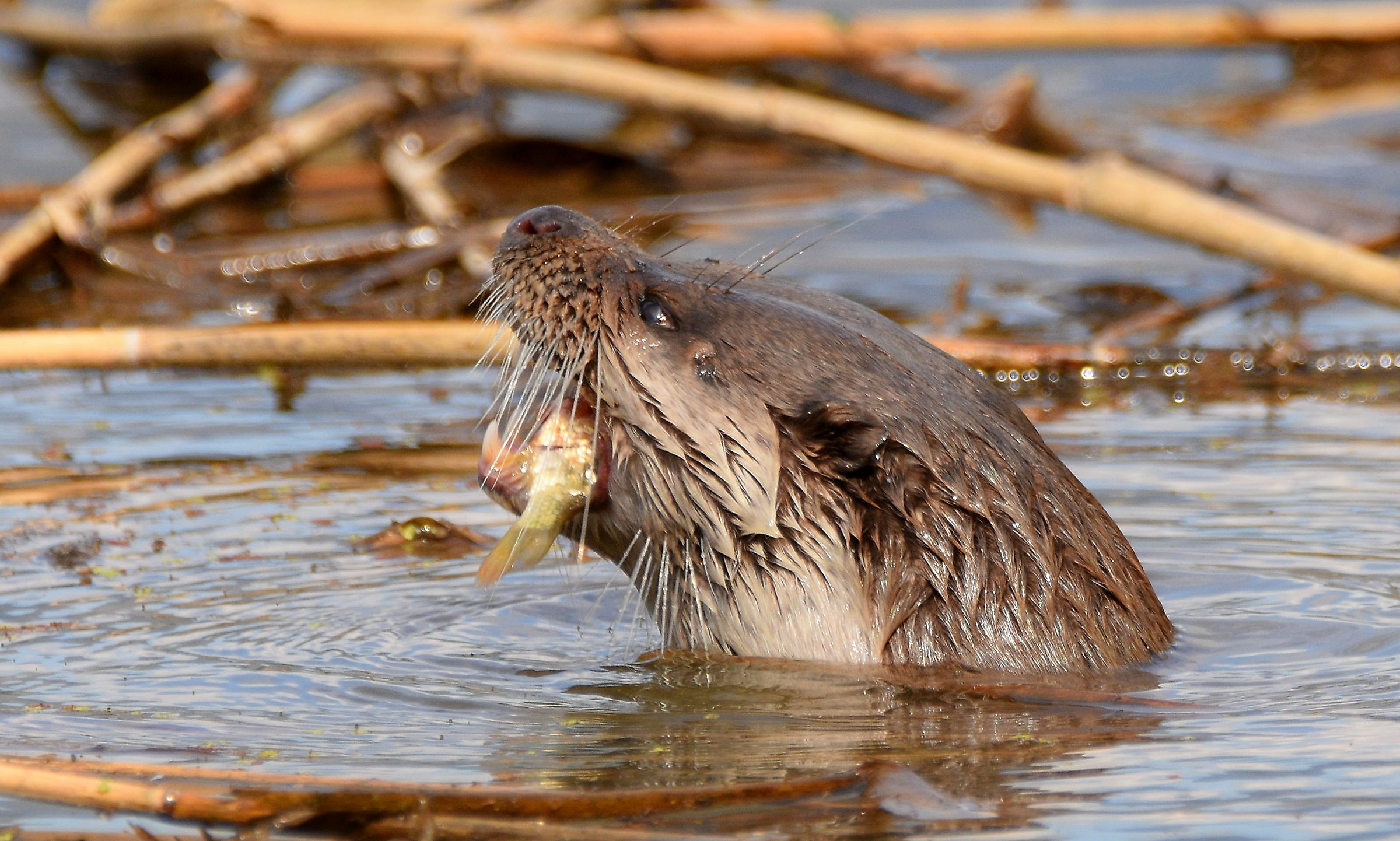 Otter (Persian Oasis)