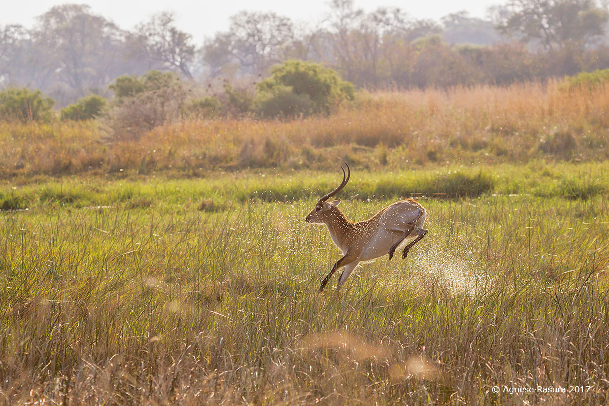Lichi rosso: il salto