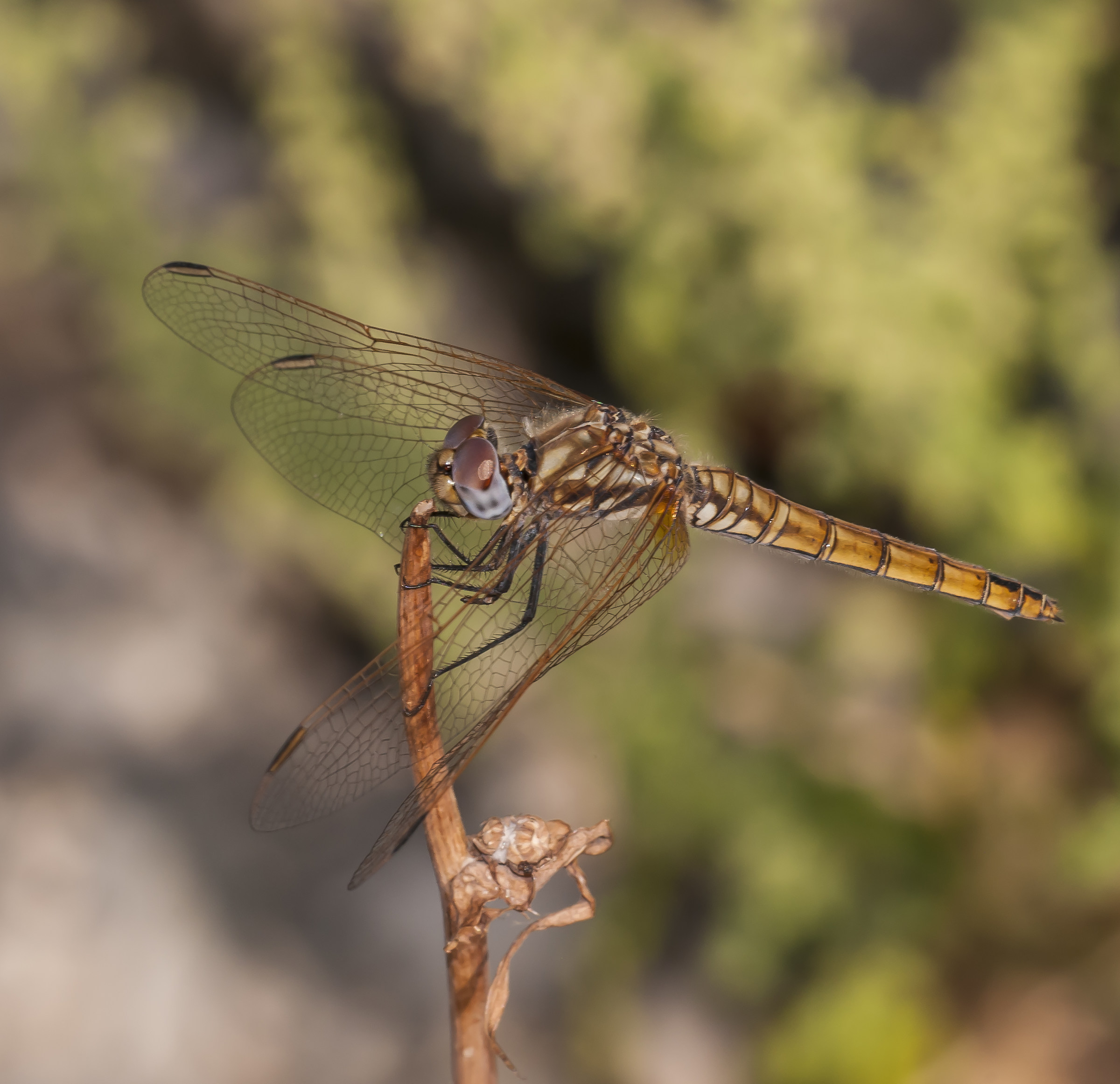 Dragonfly