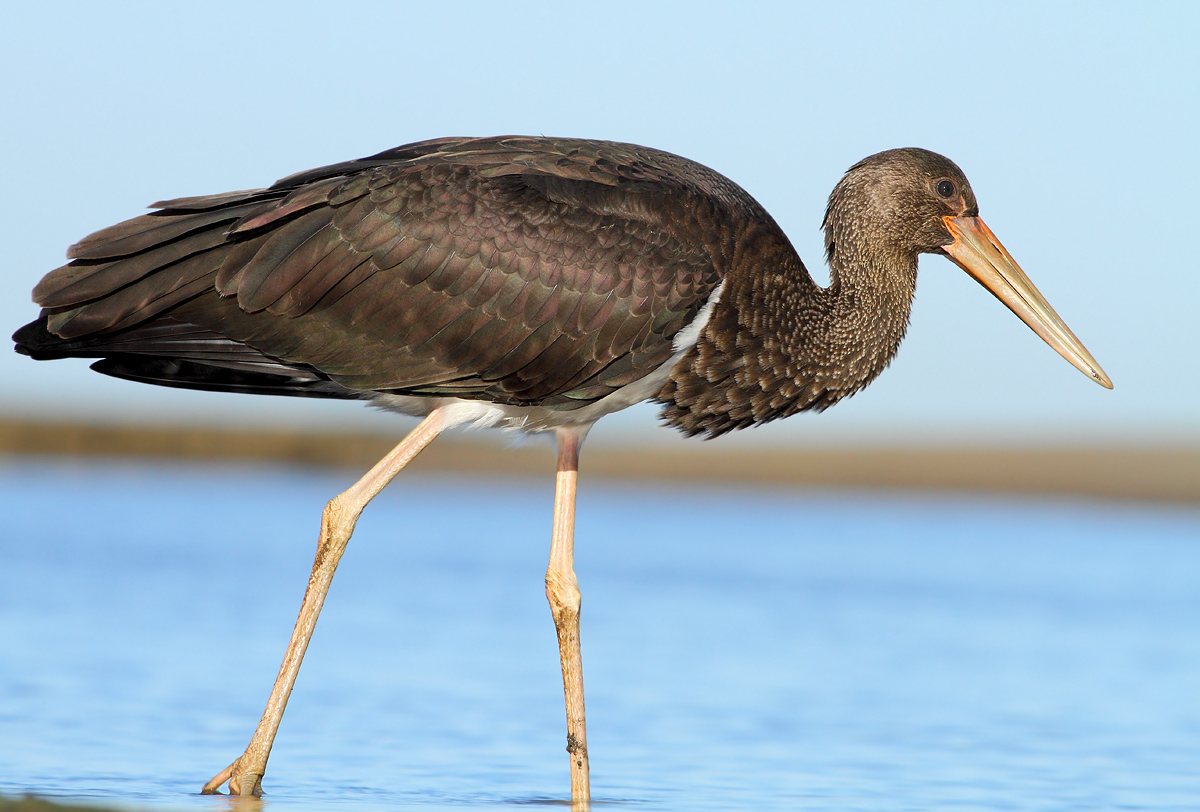 Black stork