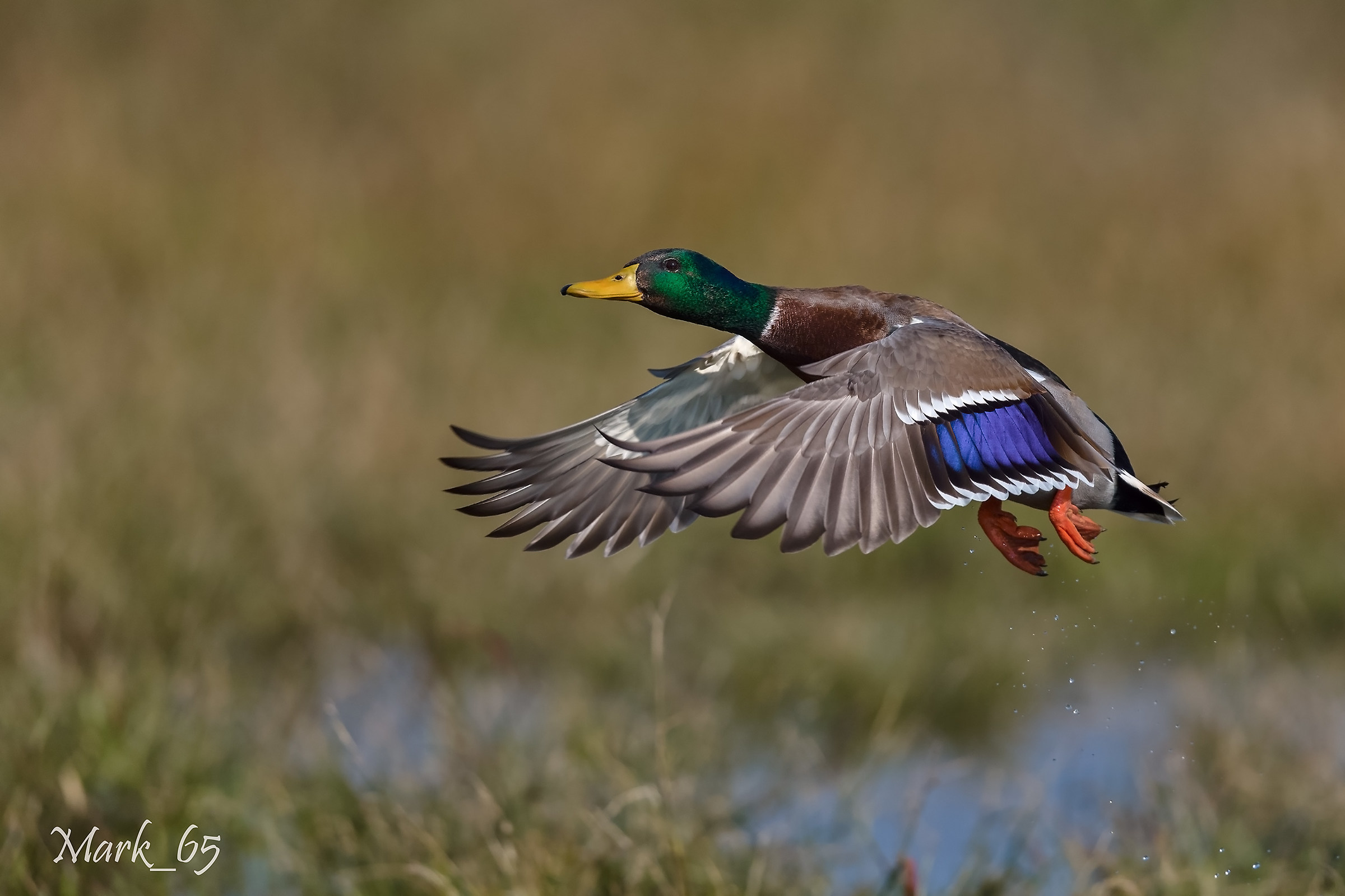 Mallard