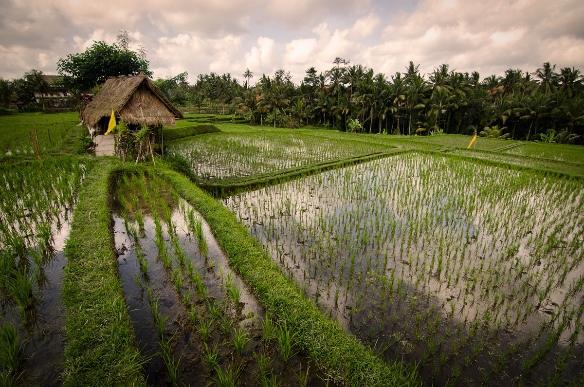 Rice fields
