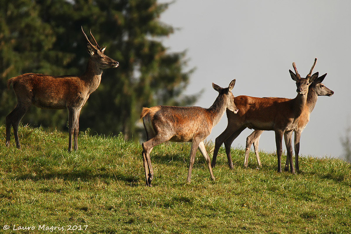 Cervi crescono