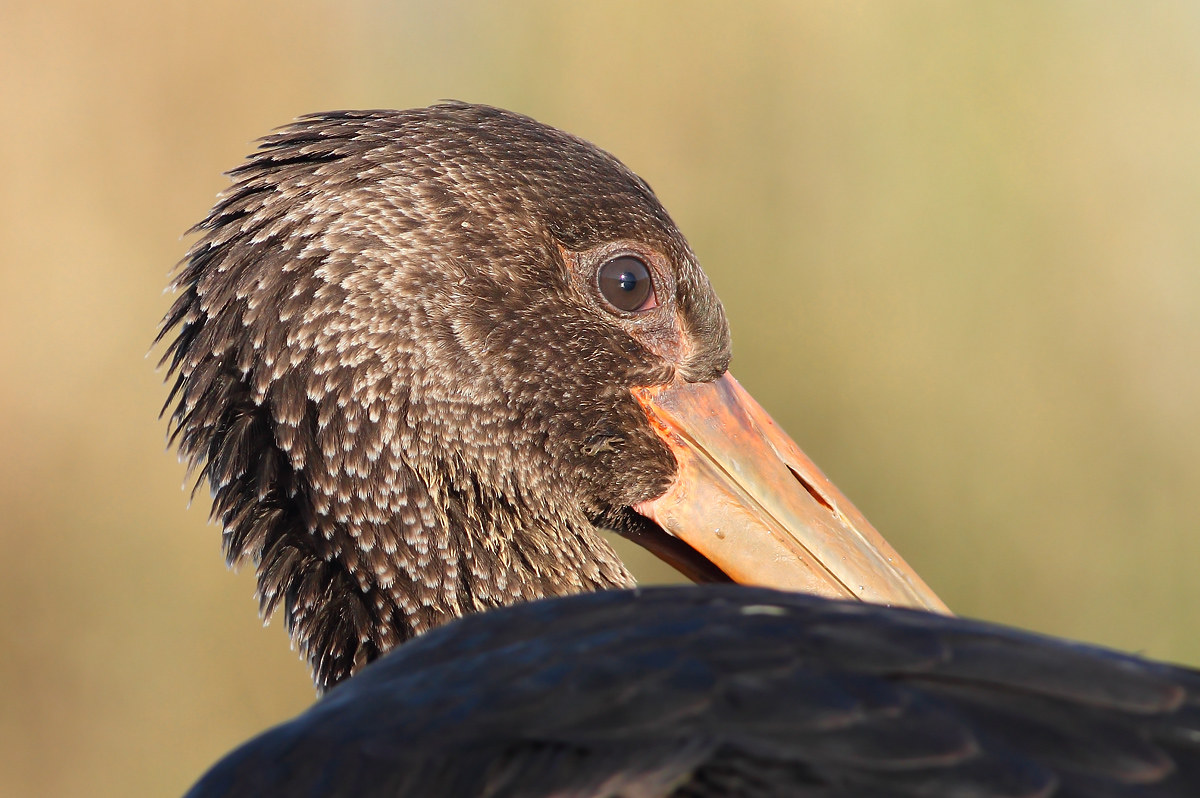 Black stork