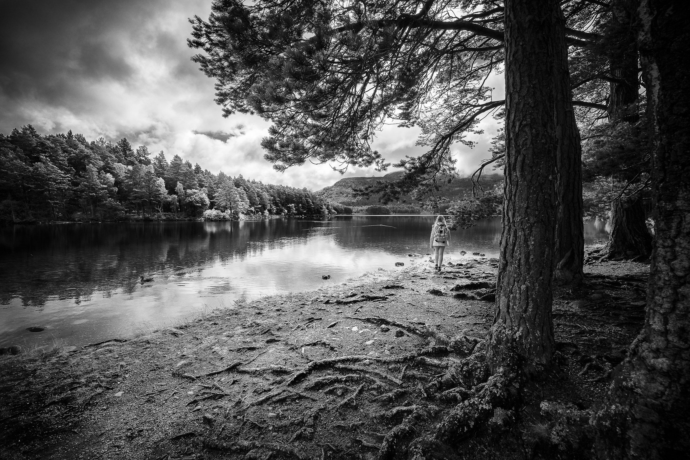 Rothiemurchus Forest, Scotland