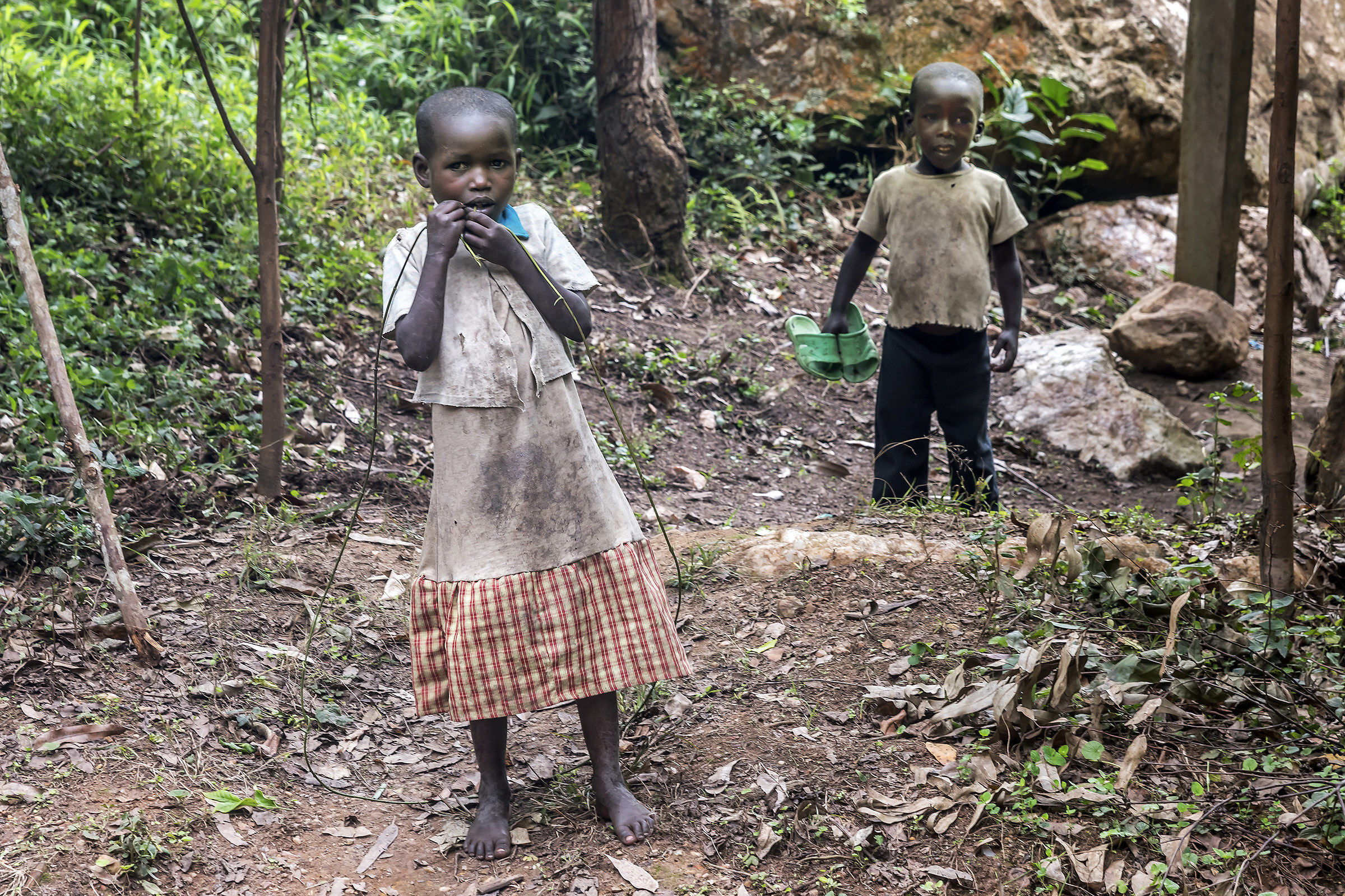 Ai margini della foresta