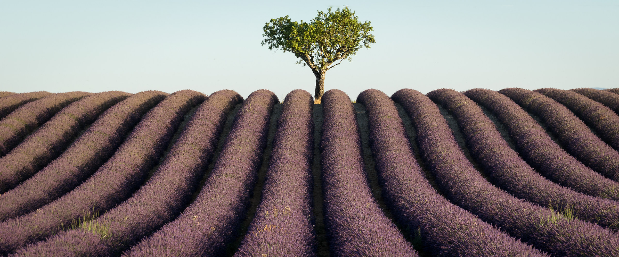 Valensole