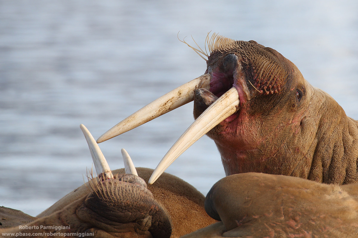 Il richiamo del tricheco