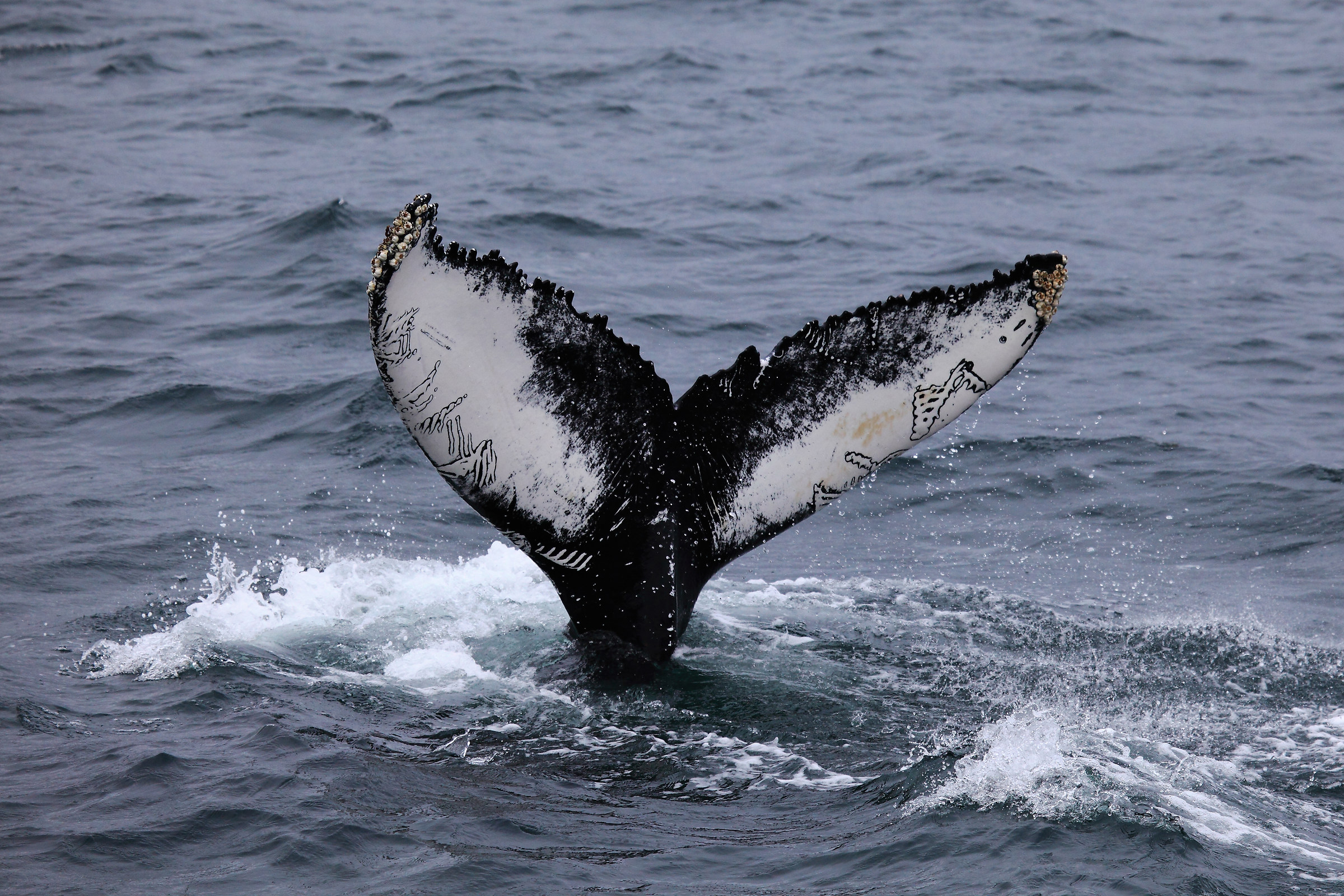 Megattera, Islanda 2017