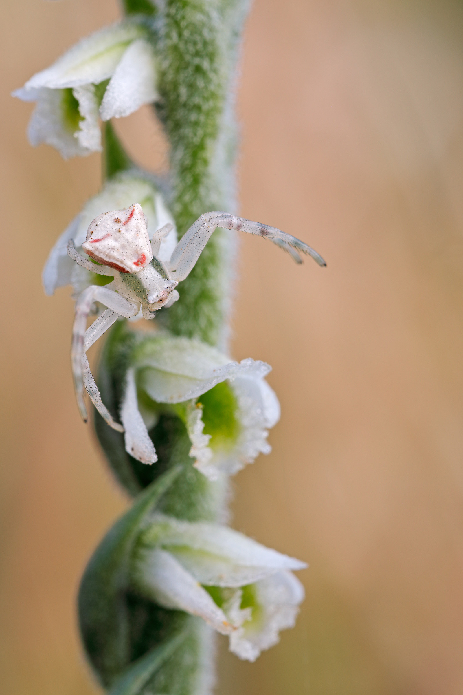 Spiranthes spiralis with guest