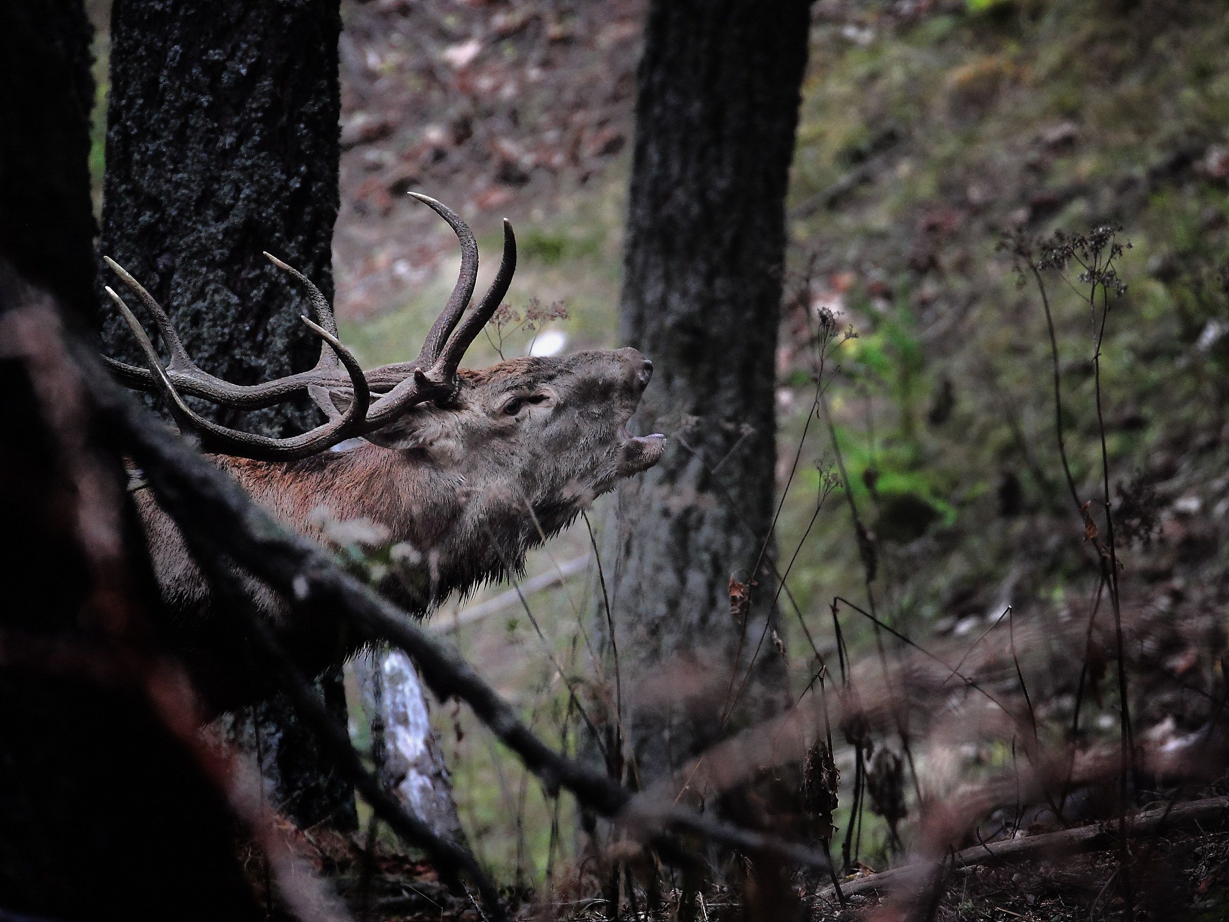 Bramito a Rocha Curba.