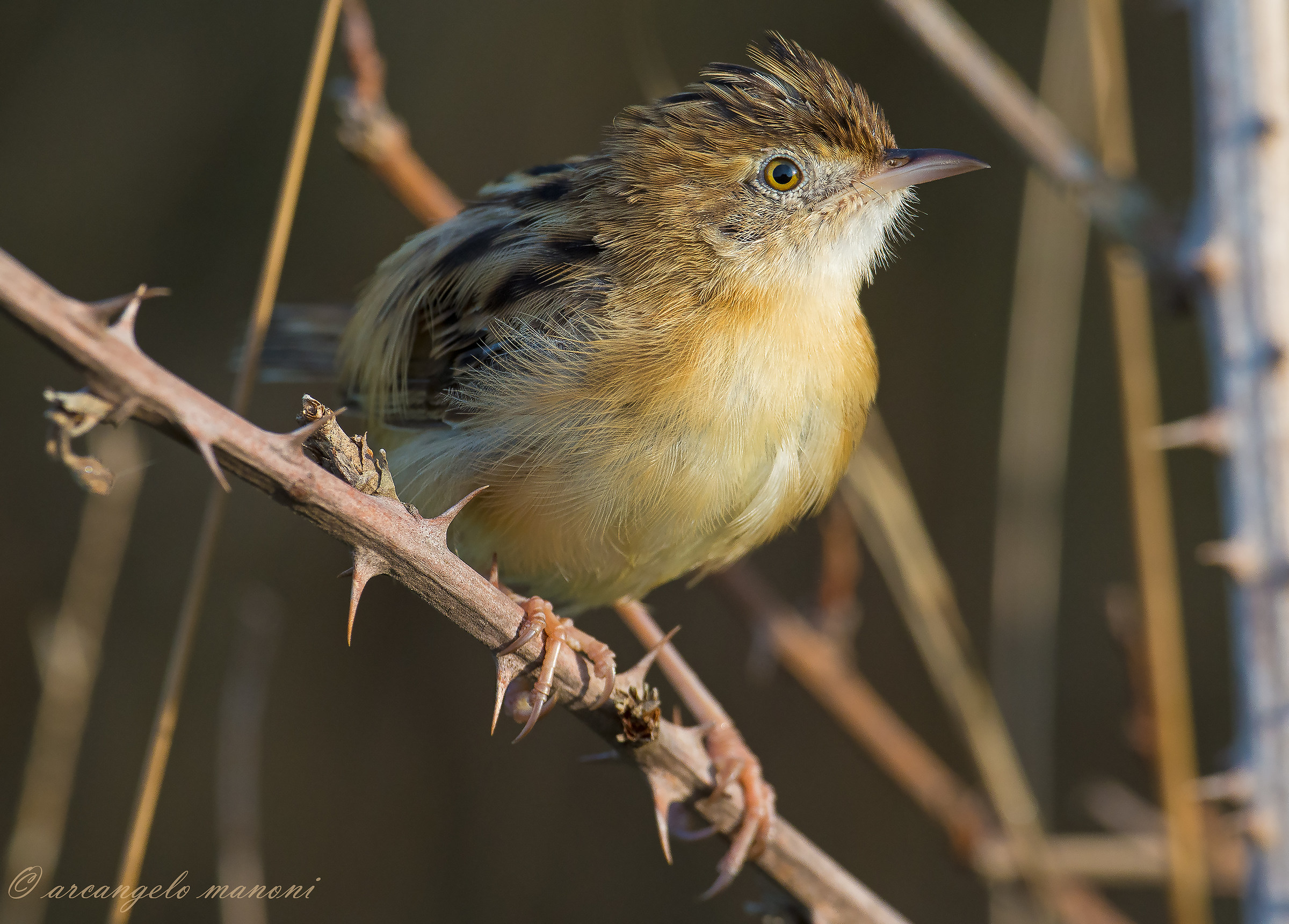 Dalle oscure quinte dei rovi