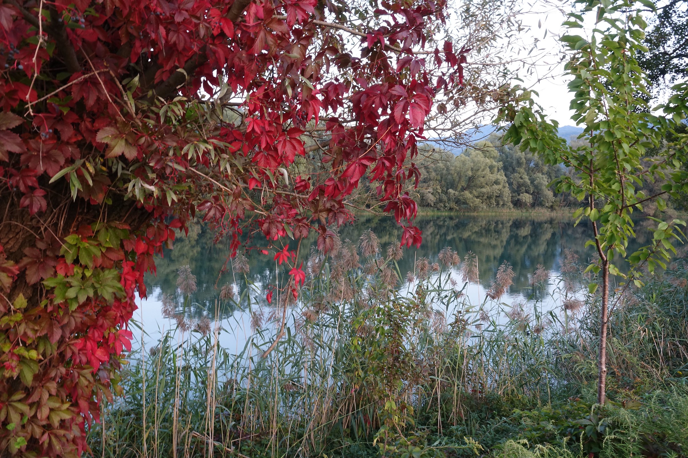 colors of early fall
