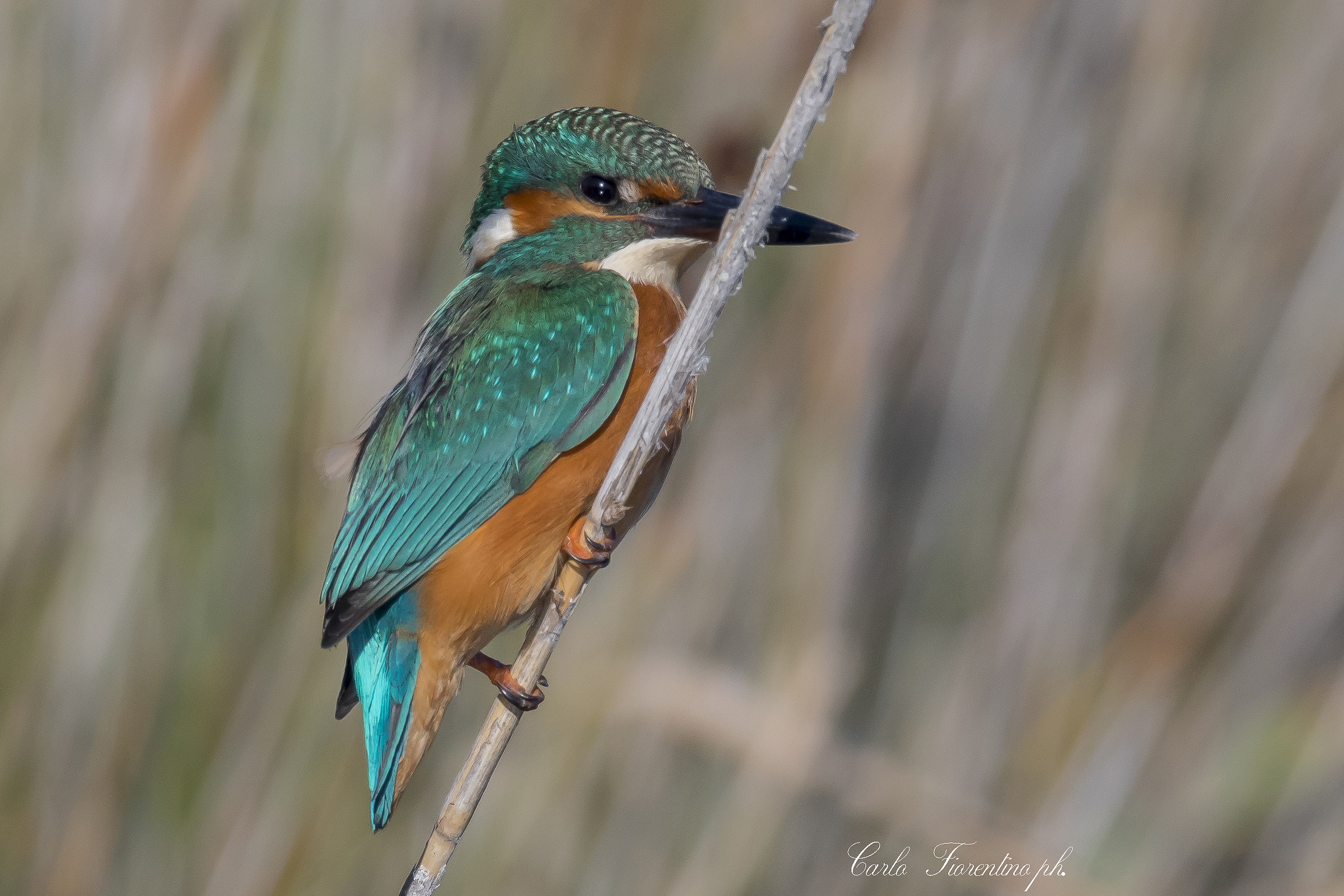 Martin pescatore F.( Alcedo atthis ).