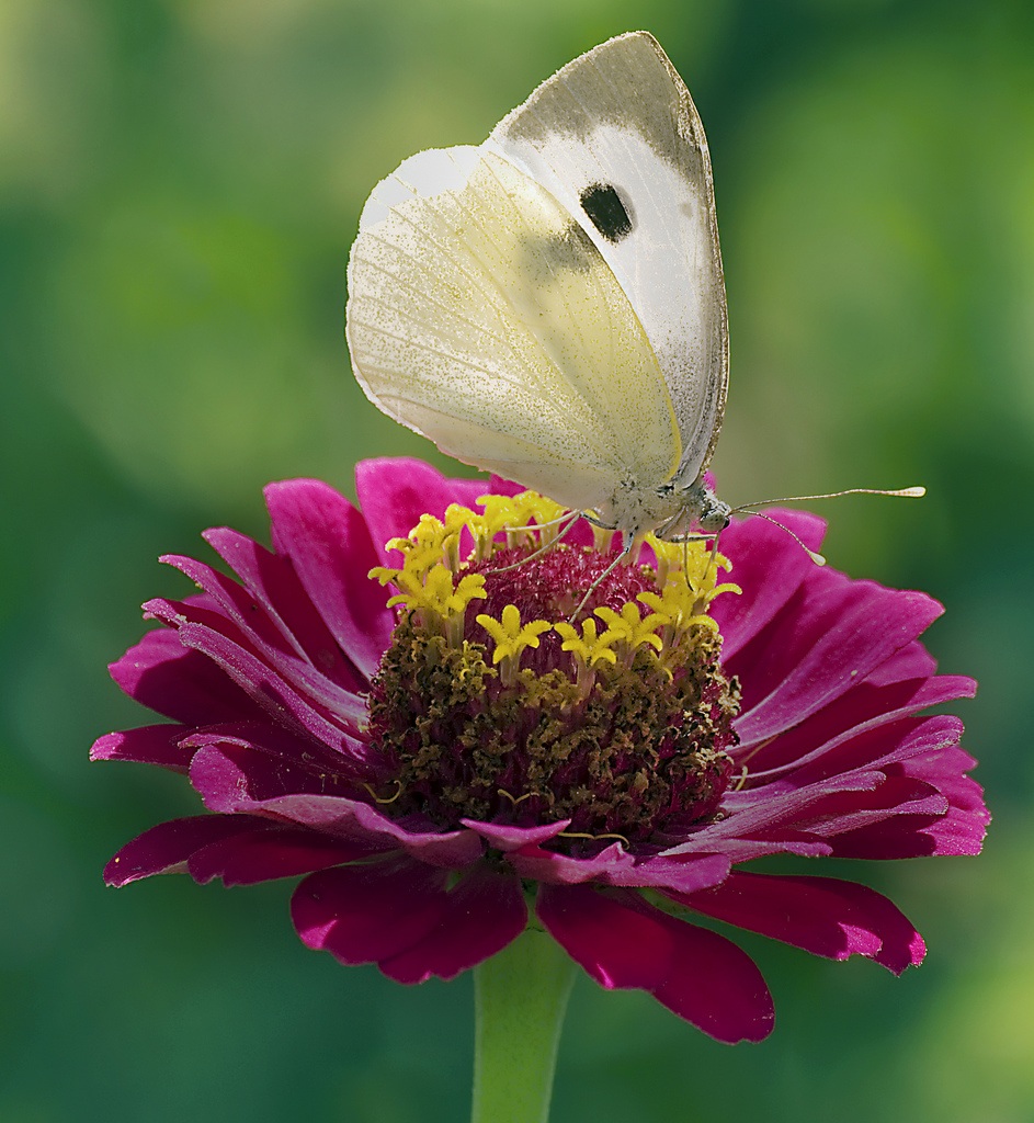 Butterfly on flower