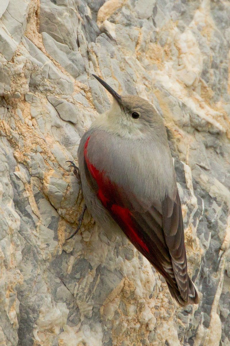 Wallcreeper