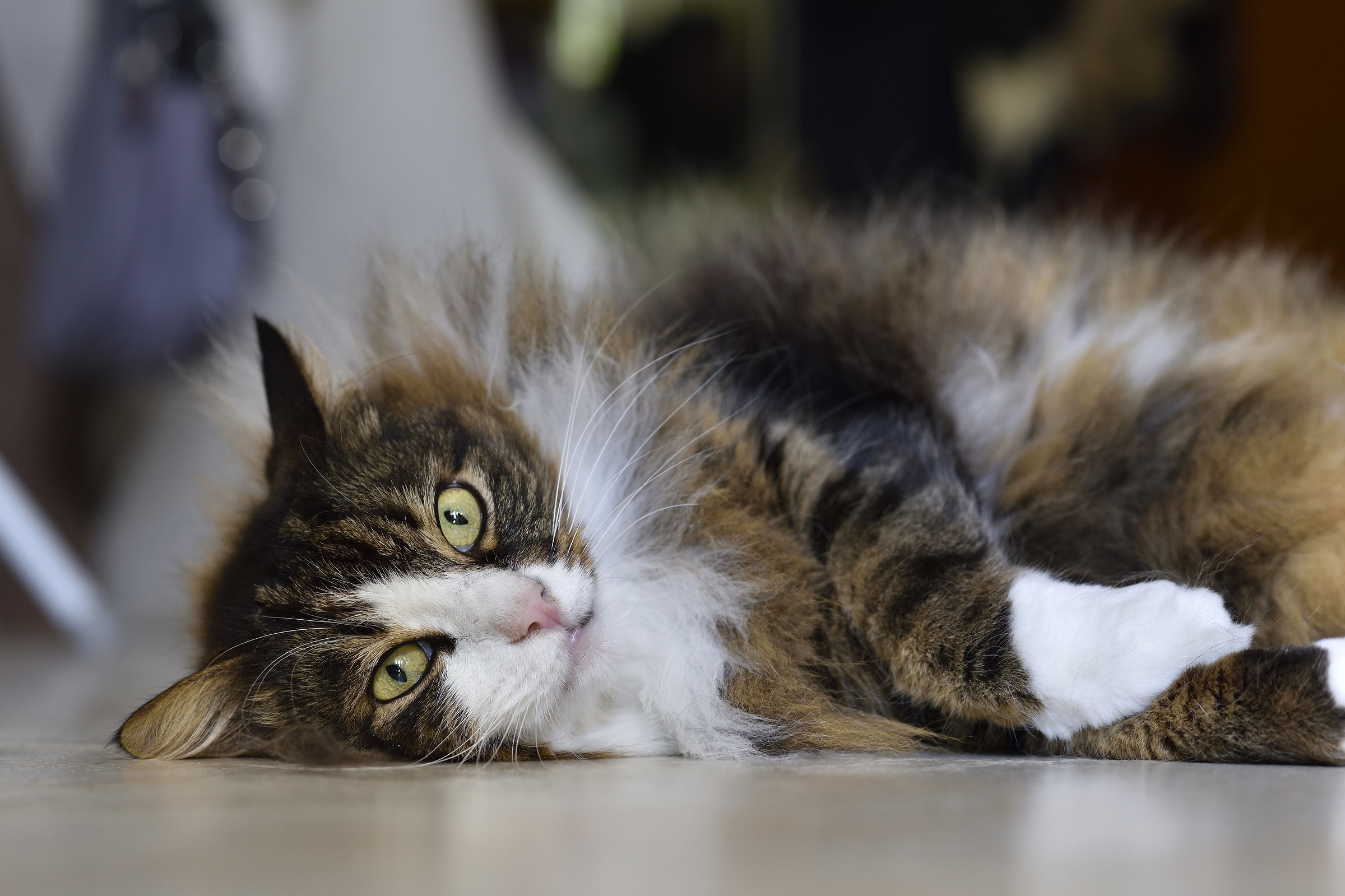 This hot begins to get tired !!