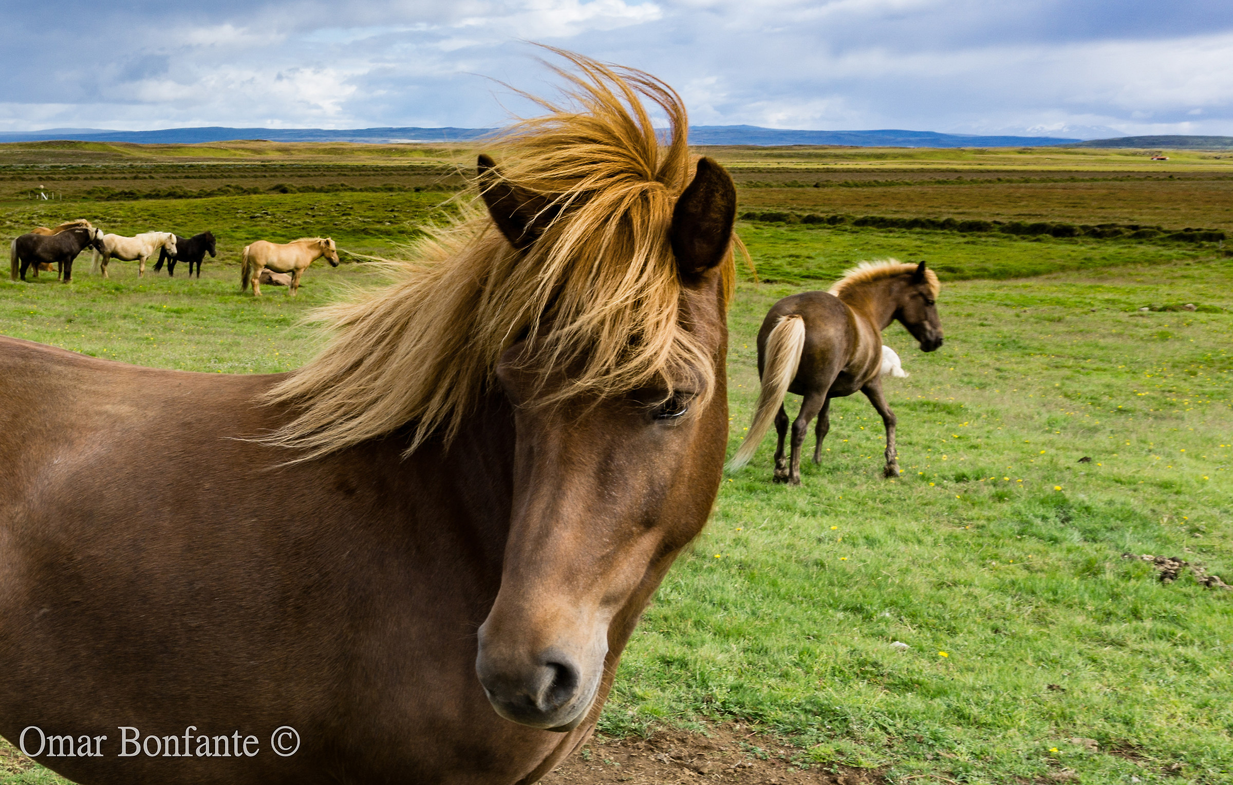 Iceland, Pony islandese