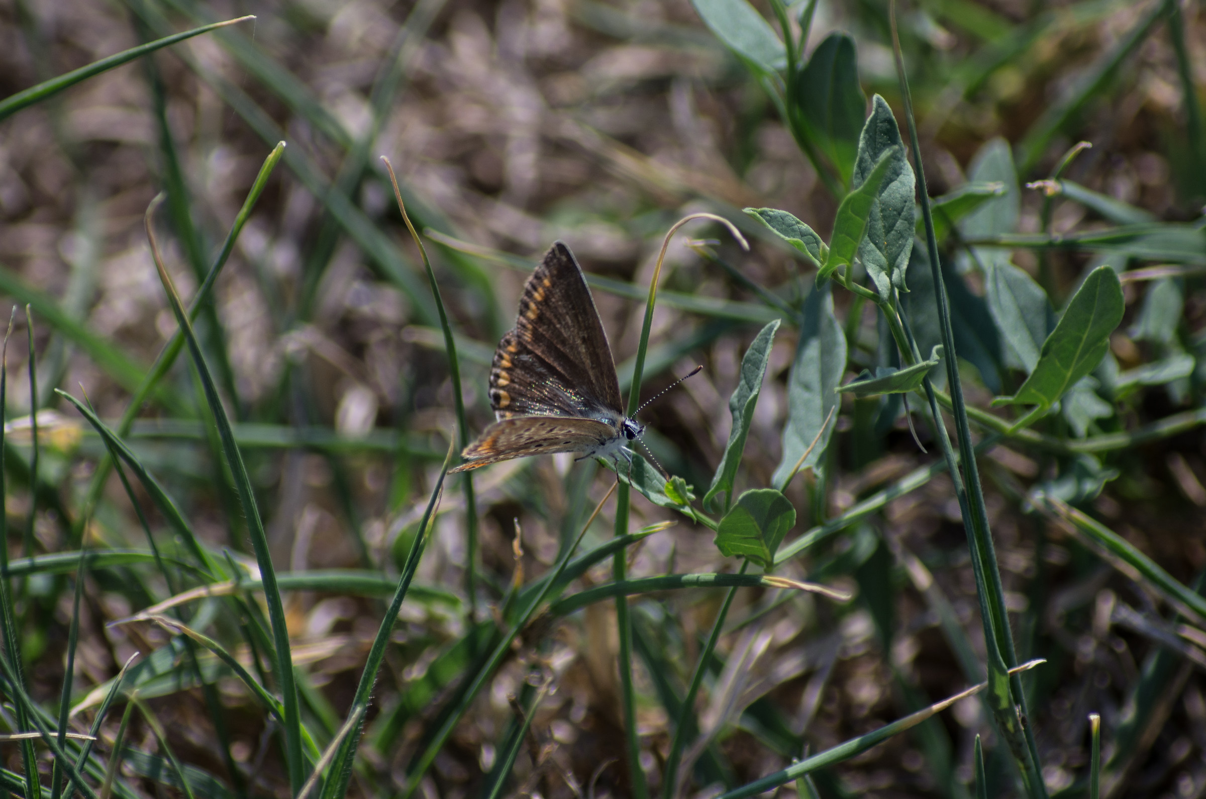 piccola farfallina del prato