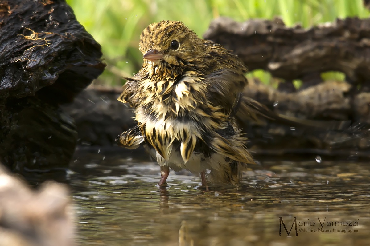 (fatti avanti...) Prispolone