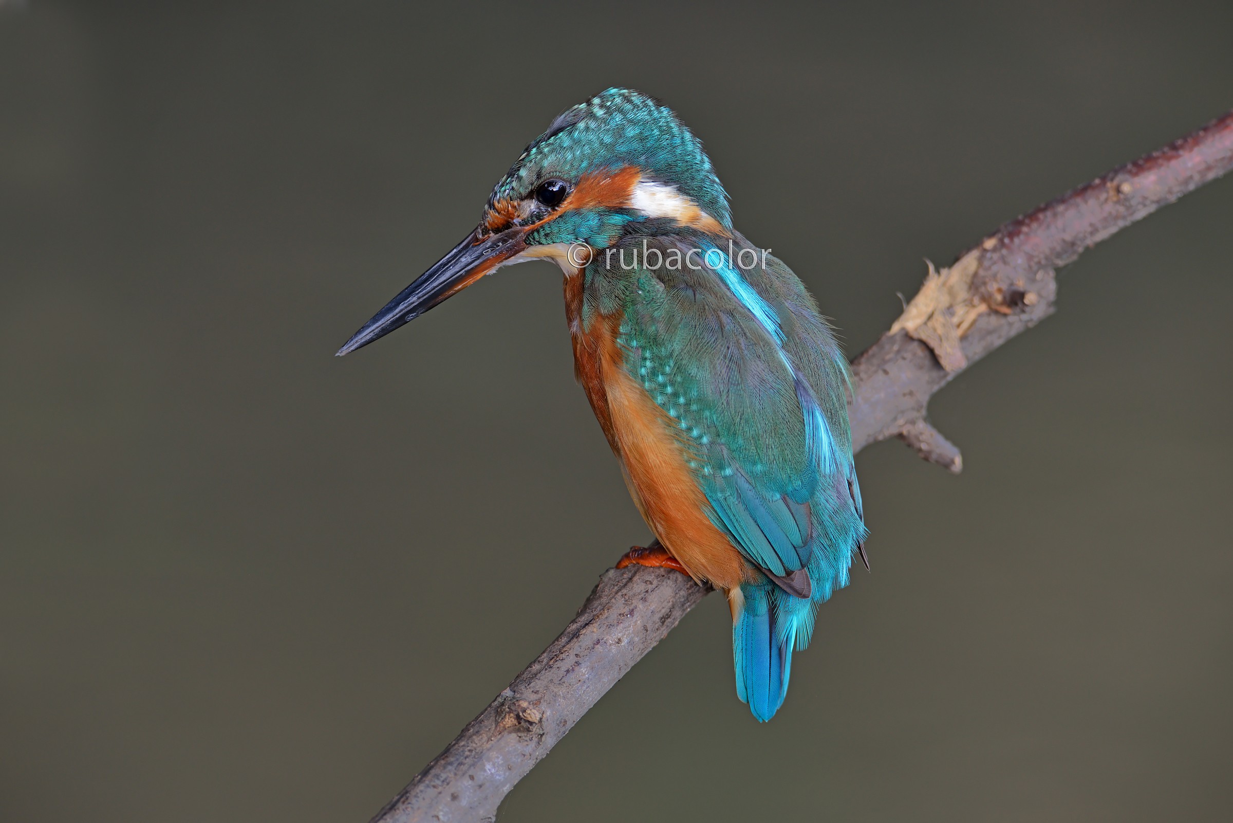 Il martino e la d800e