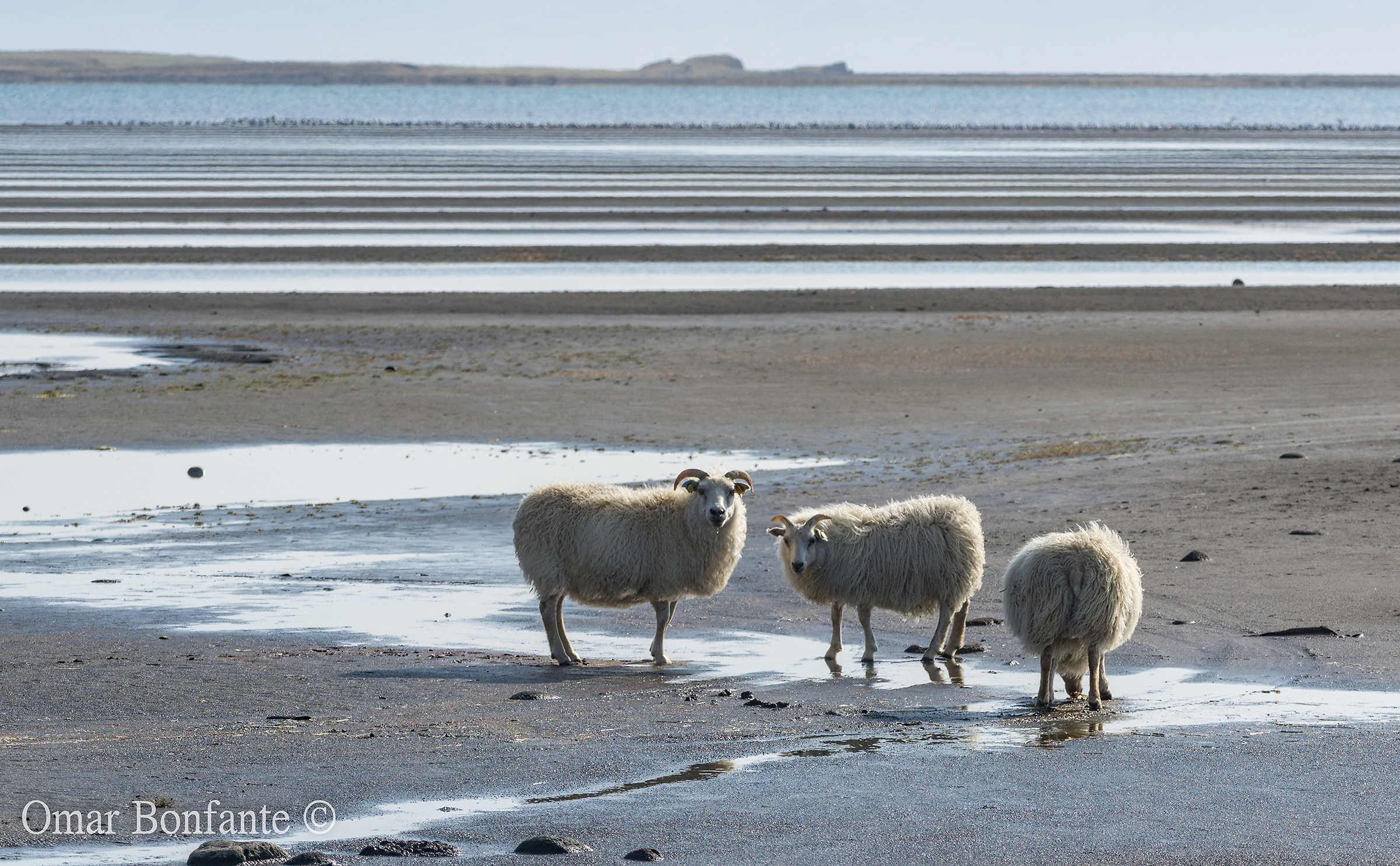 Iceland sheep 2