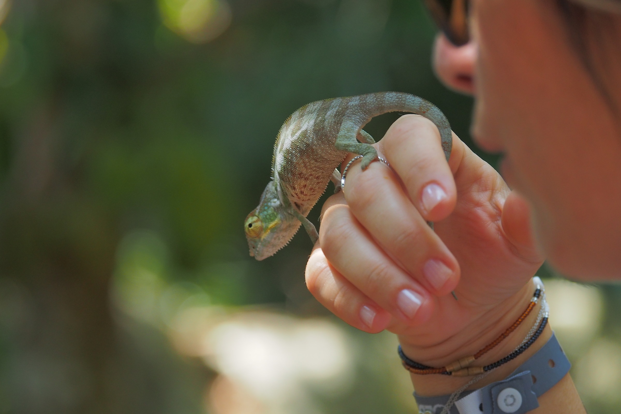 camaleonte pantera (forse)