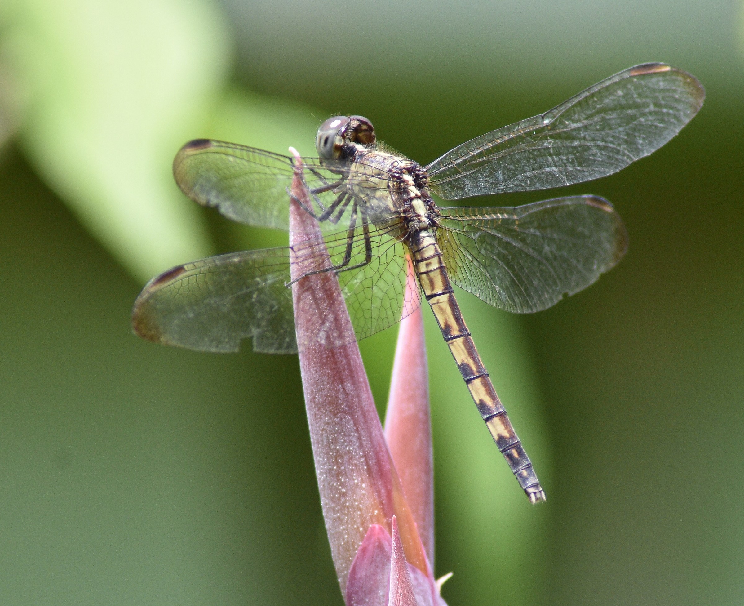 Caballito volador paciente