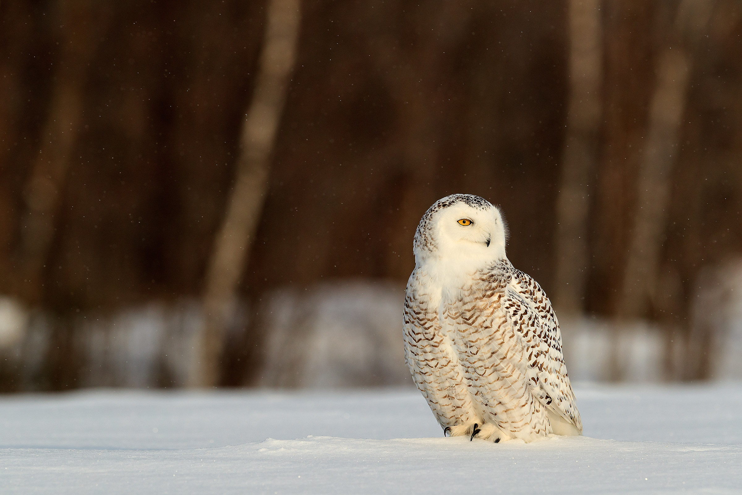 Snow owl