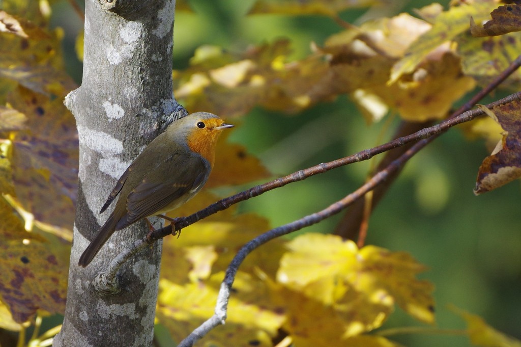 Pettirosso (Erithacus rubecula)