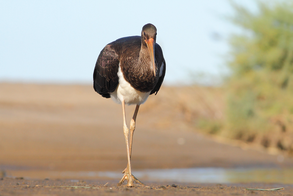 Black stork