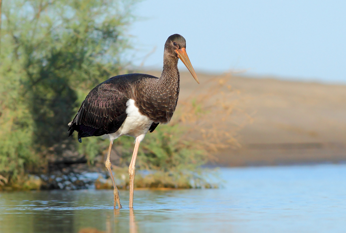 Black stork