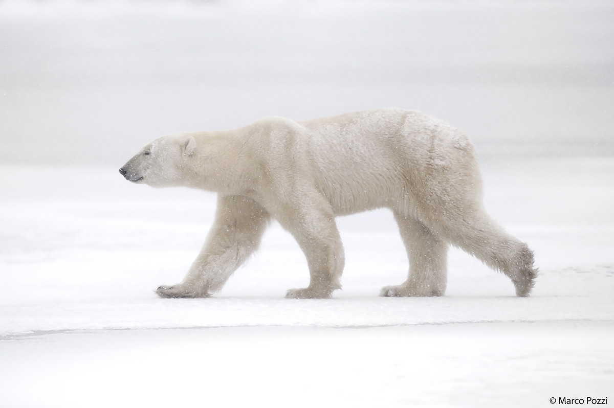 camminando sotto la neve