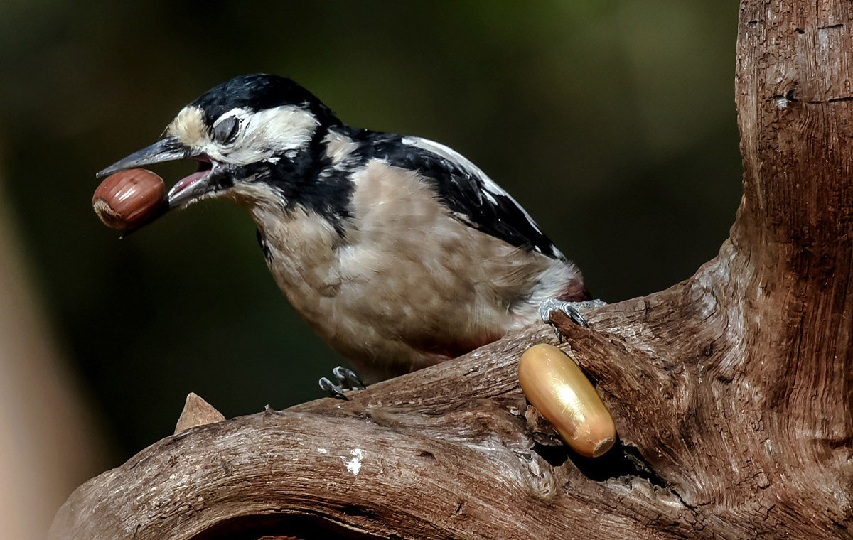 Big Red Woodpecker