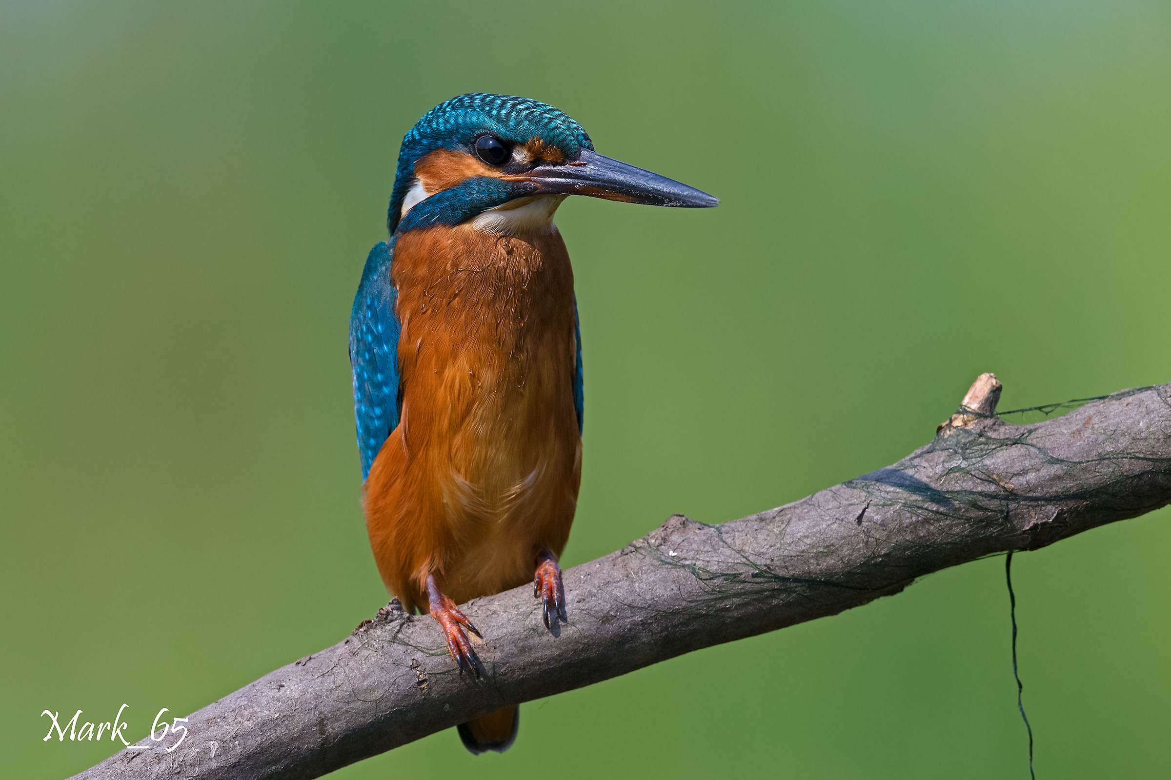 kingfisher