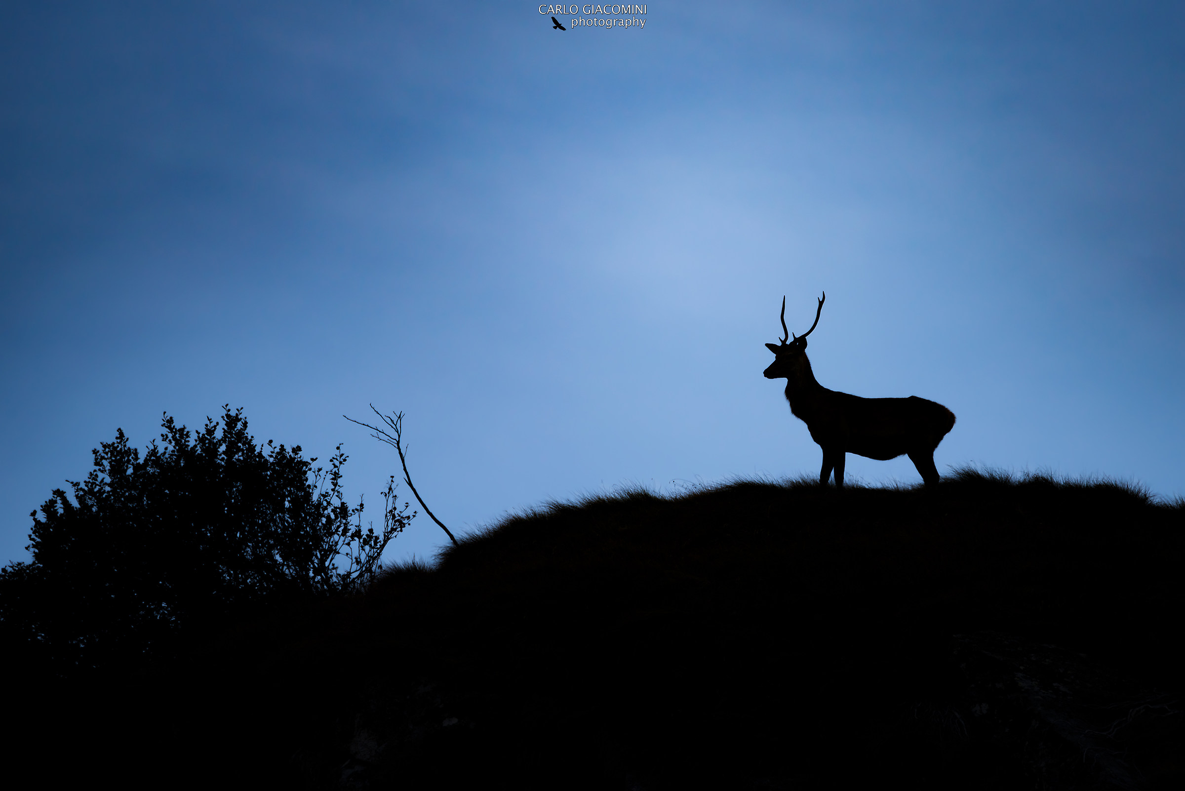 The guardian of the valley