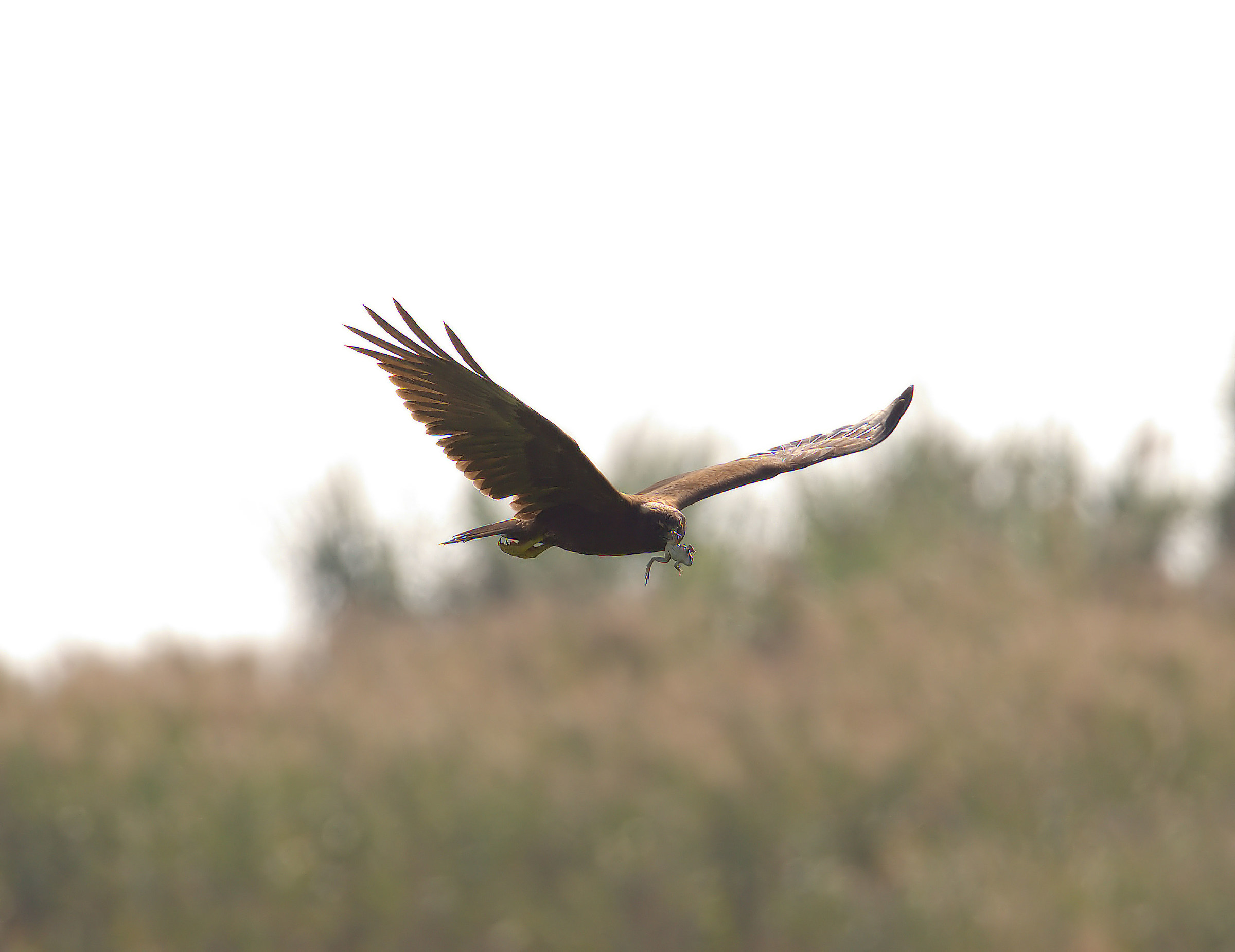 Falco di palude con rana