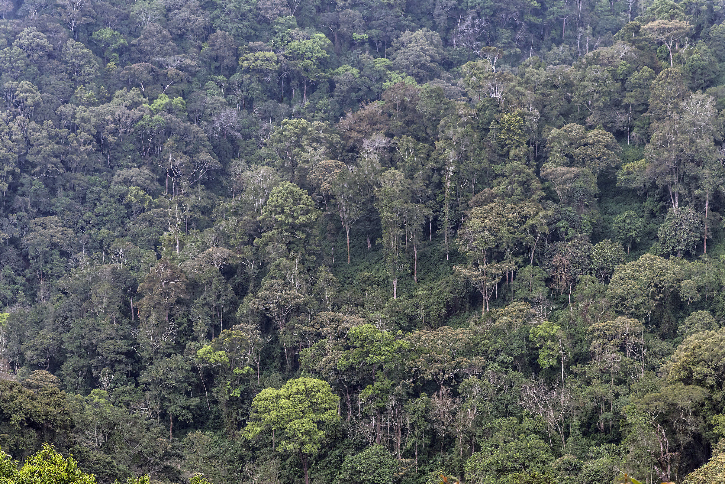 Bwindi Impenetrable Forest