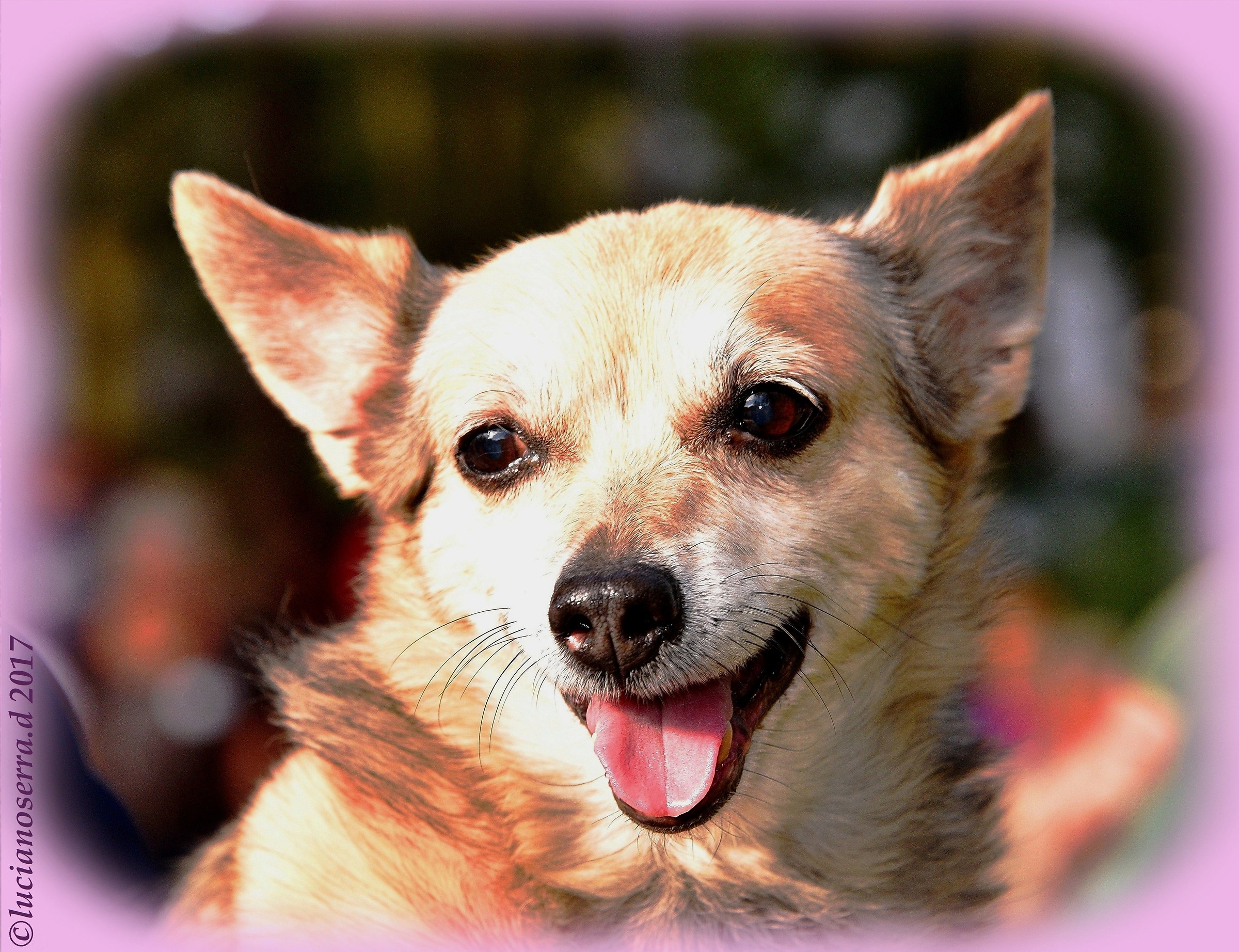 Smigol... la cagnolina di Cesarina.