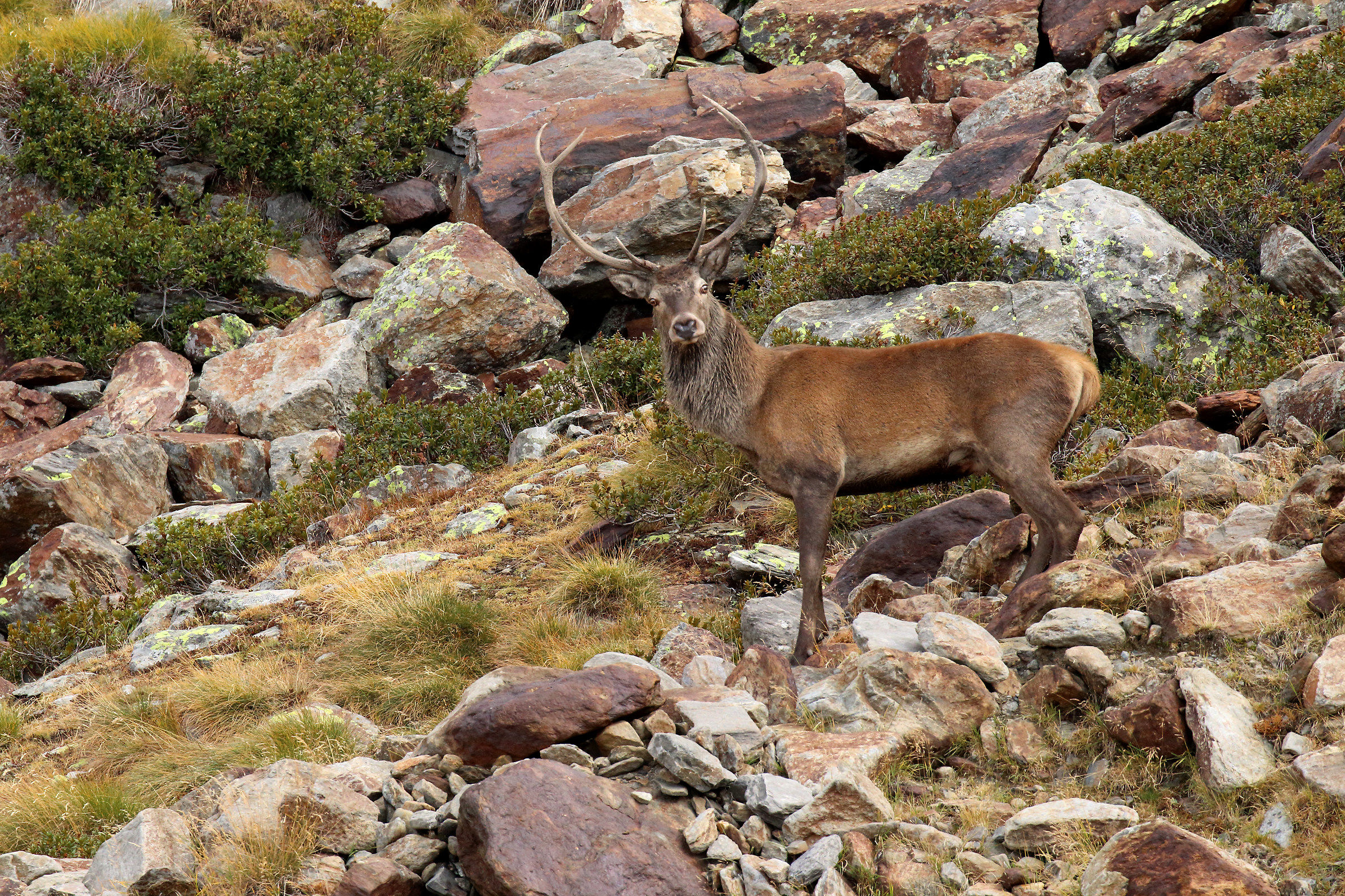 il "re" della vallata