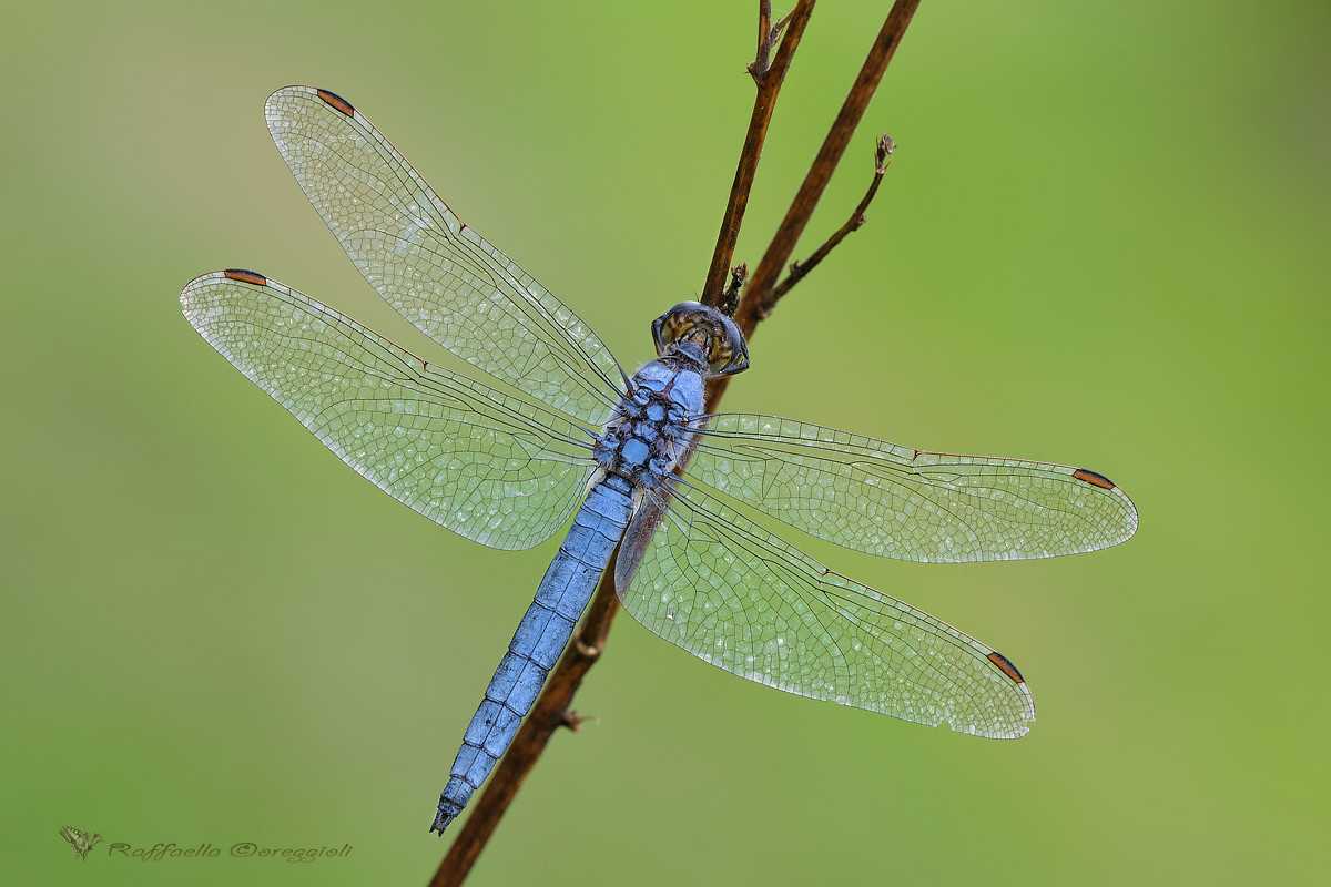 Orthetrum brunneum