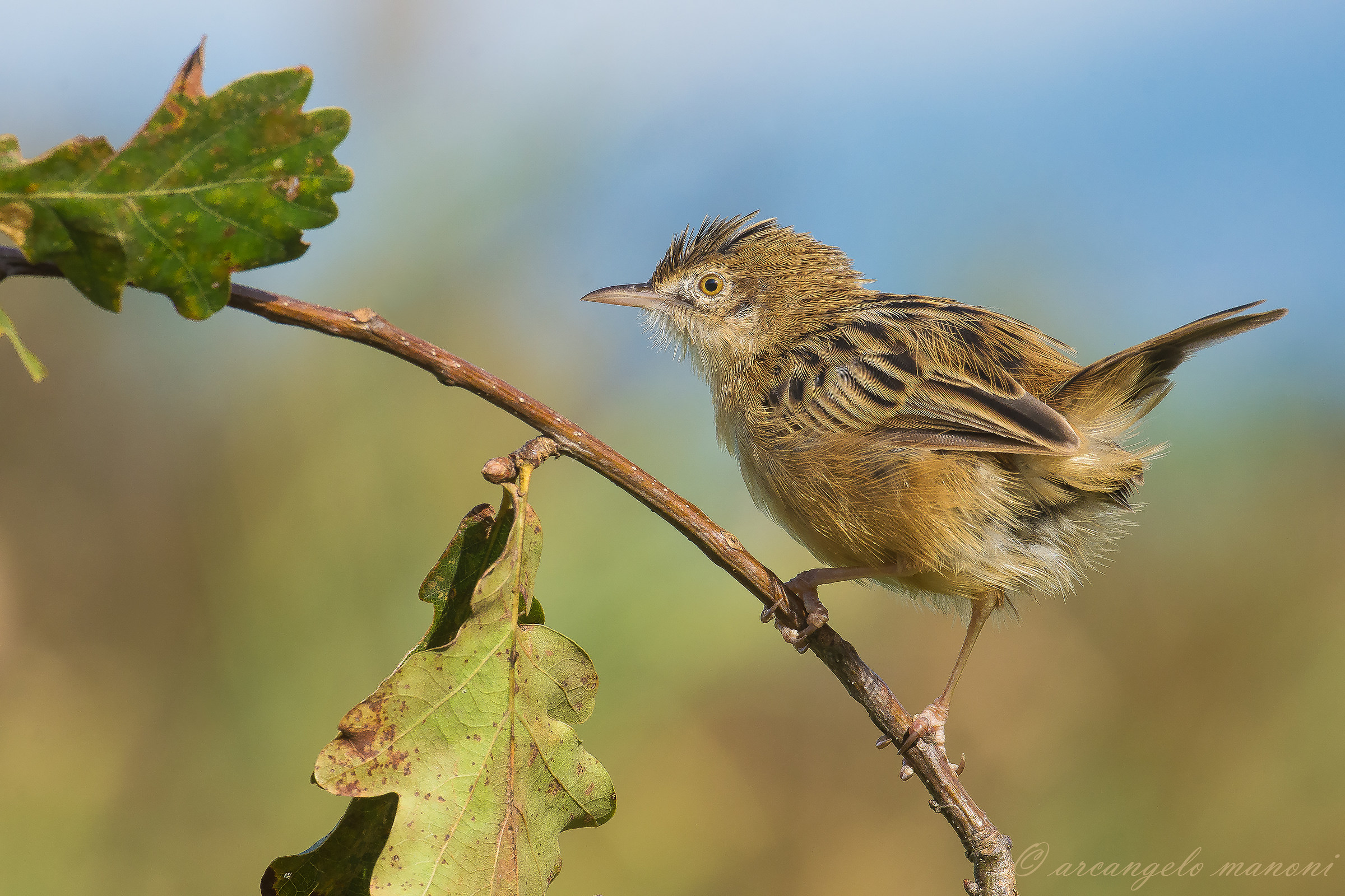 Beccamoschino e l'autunno