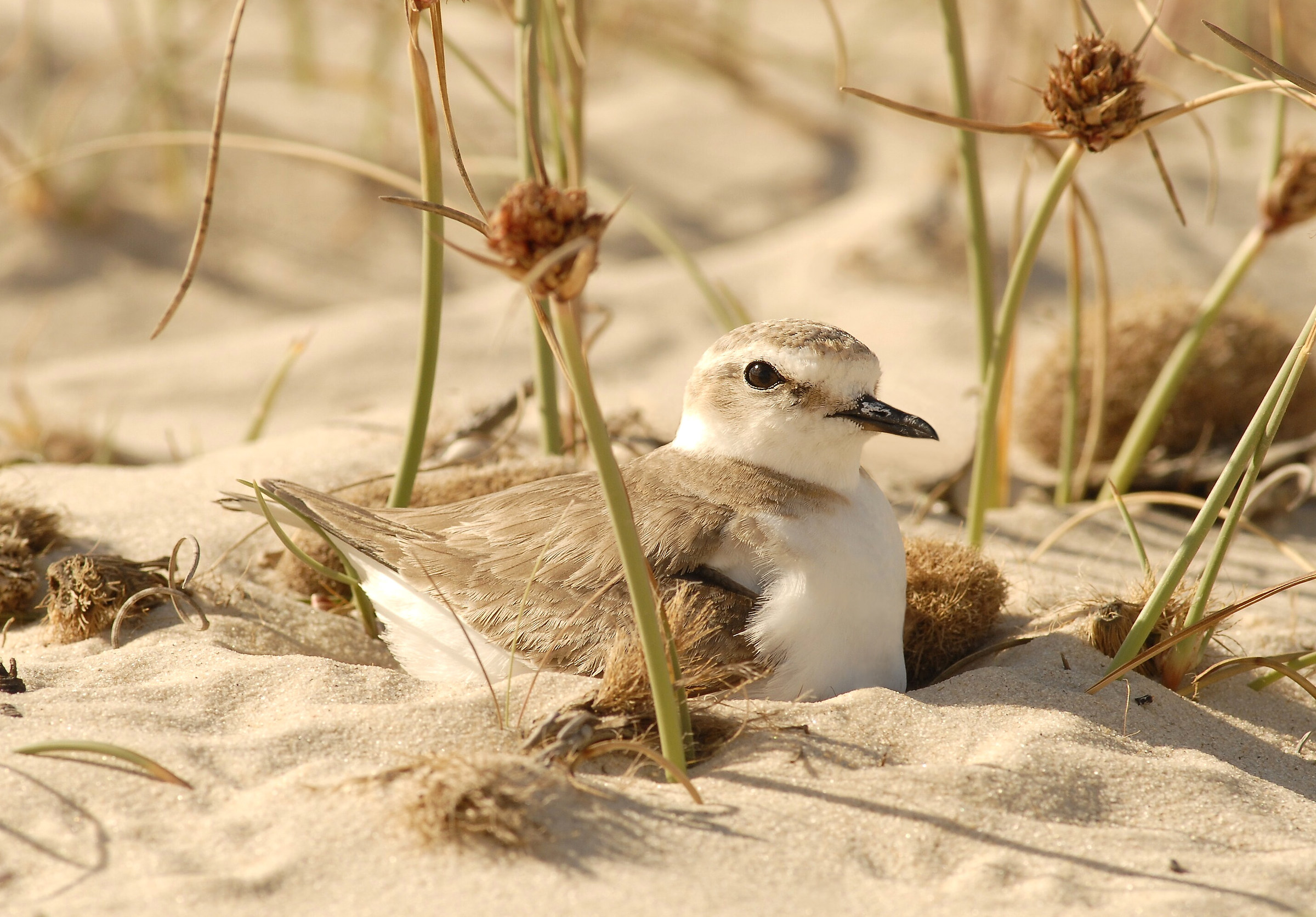 Fratino female in hare