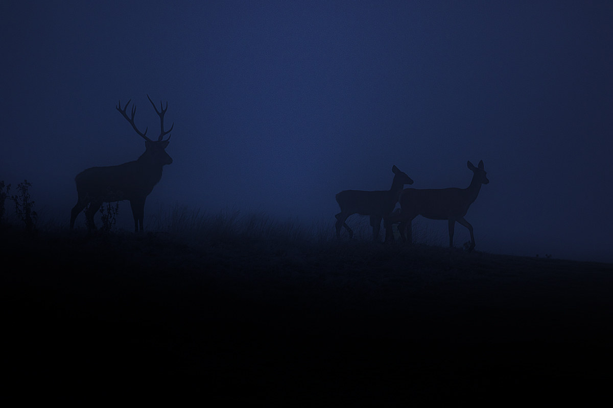 Deer Silhouette