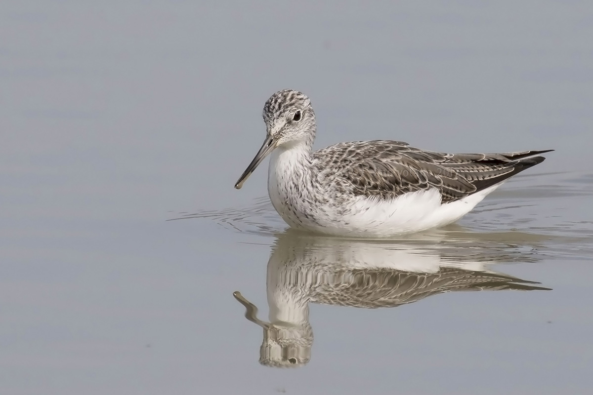 Pantana (Tringa Nebularia)