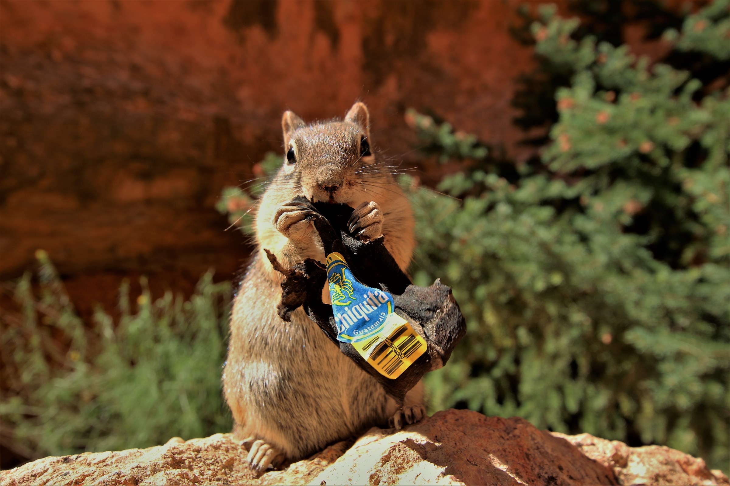 only Chiquita thank you!