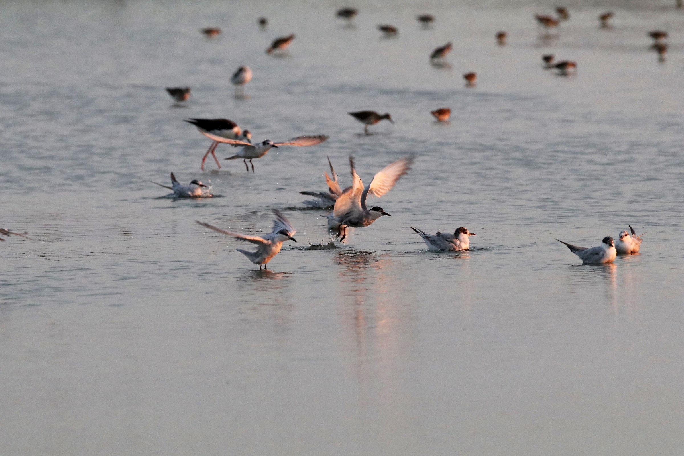 Whiskered Tern