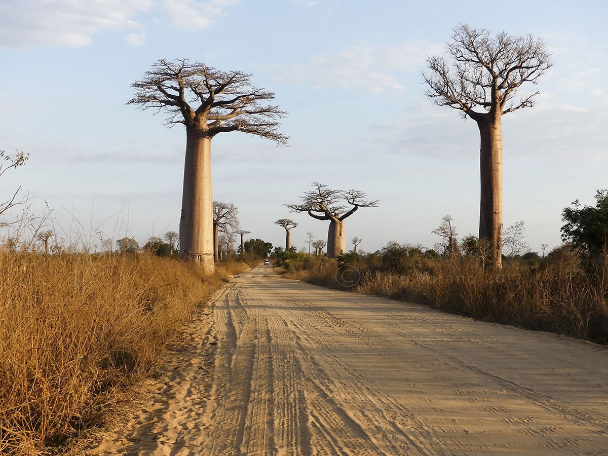 Baobab di Grandidier (Adansonia grandidieri) Madagascar